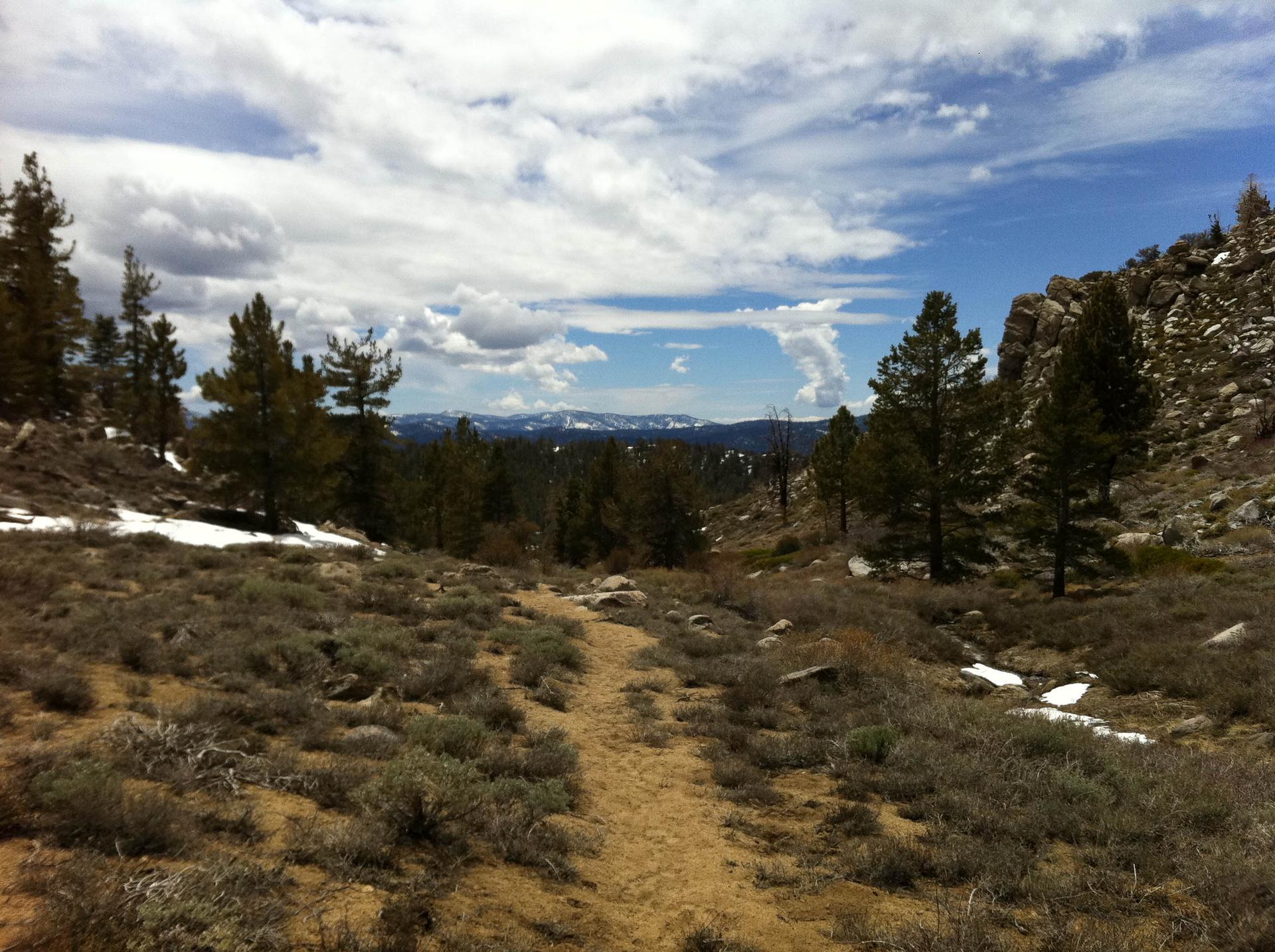 A dirt path winds through a sparse pine forest with patches of snow.