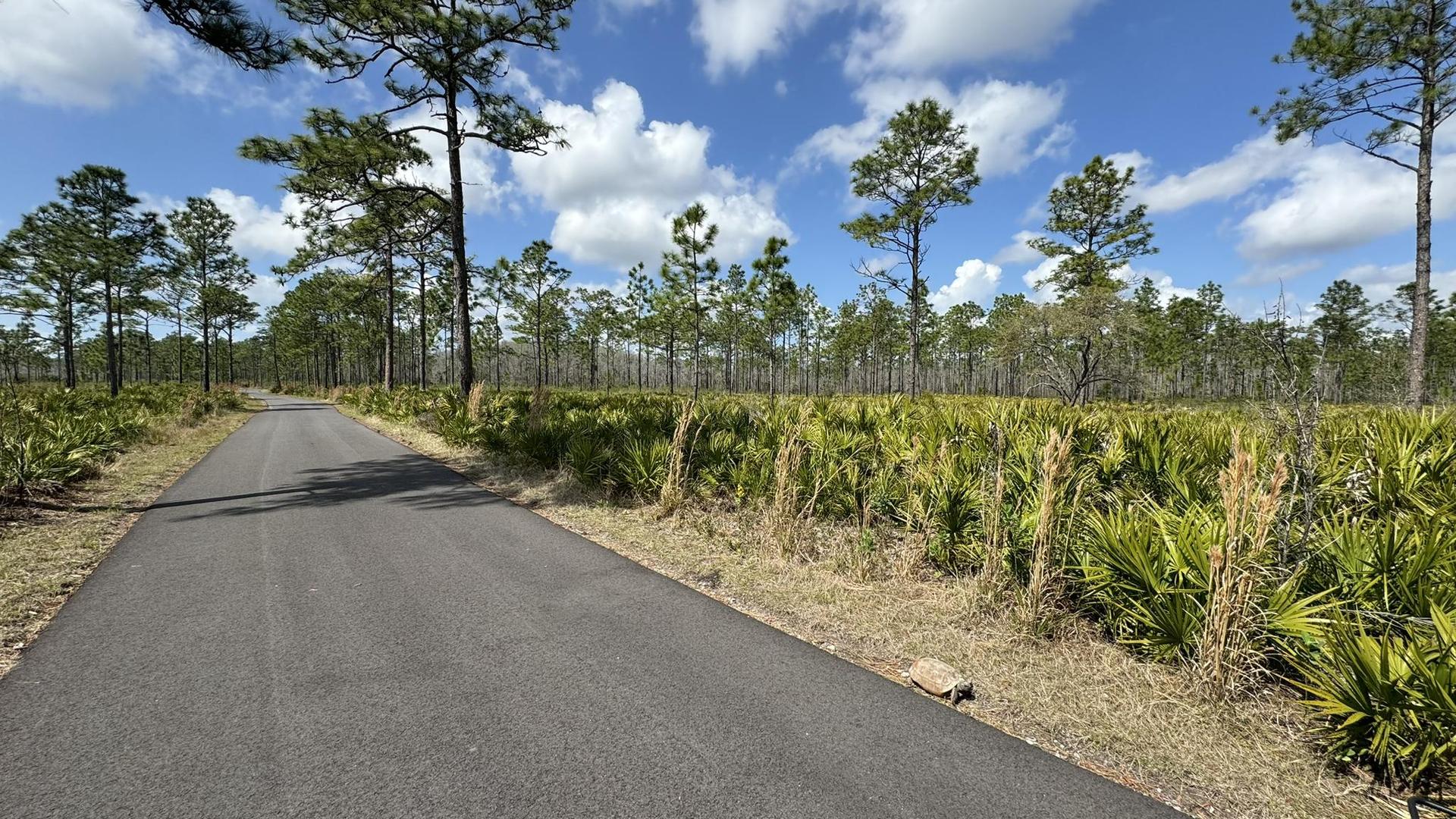 Paved path through a sunny, flat landscape with pine trees and green vegetation.