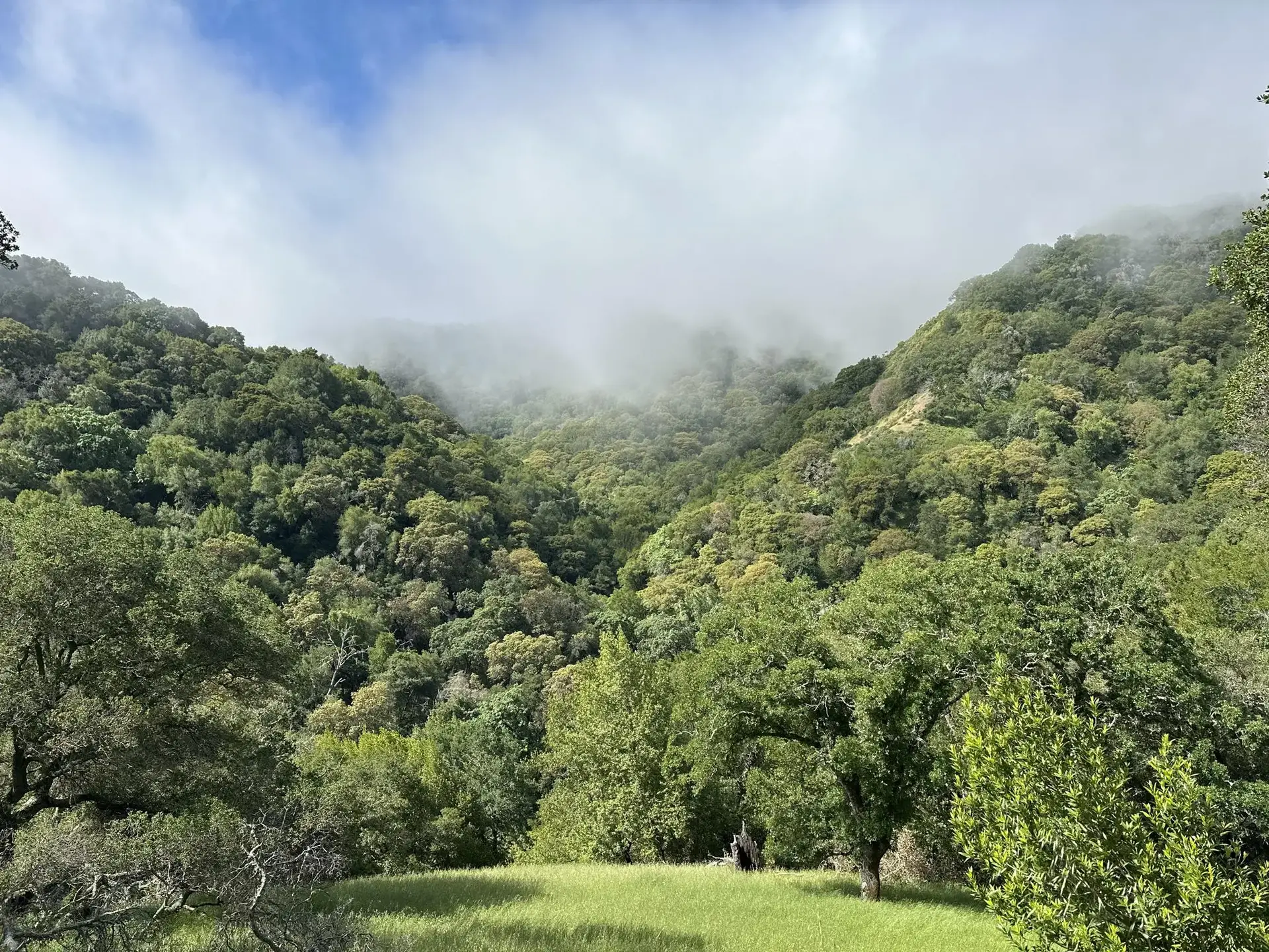 Lush green forested hills are partially obscured by low-hanging mist.