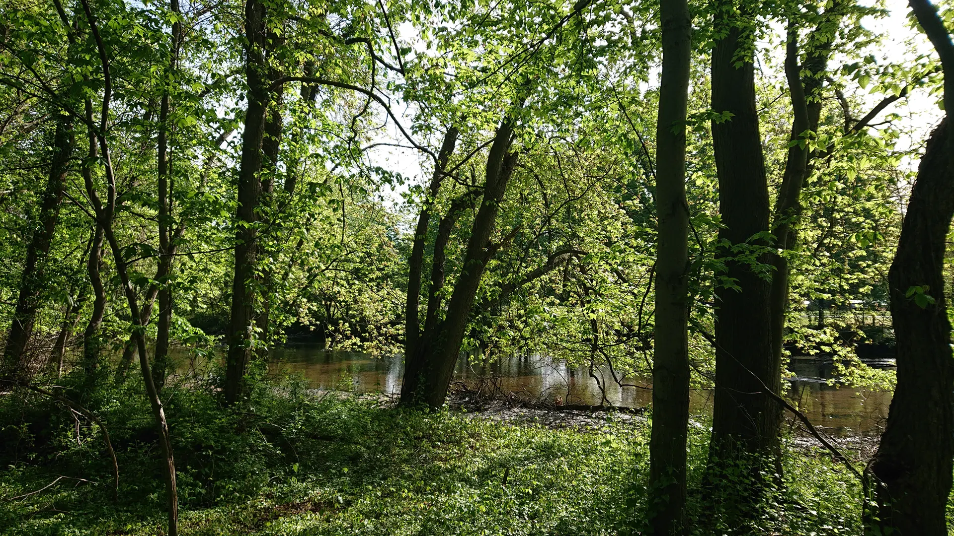 Dappled sunlight illuminates a lush green forest beside calm water.