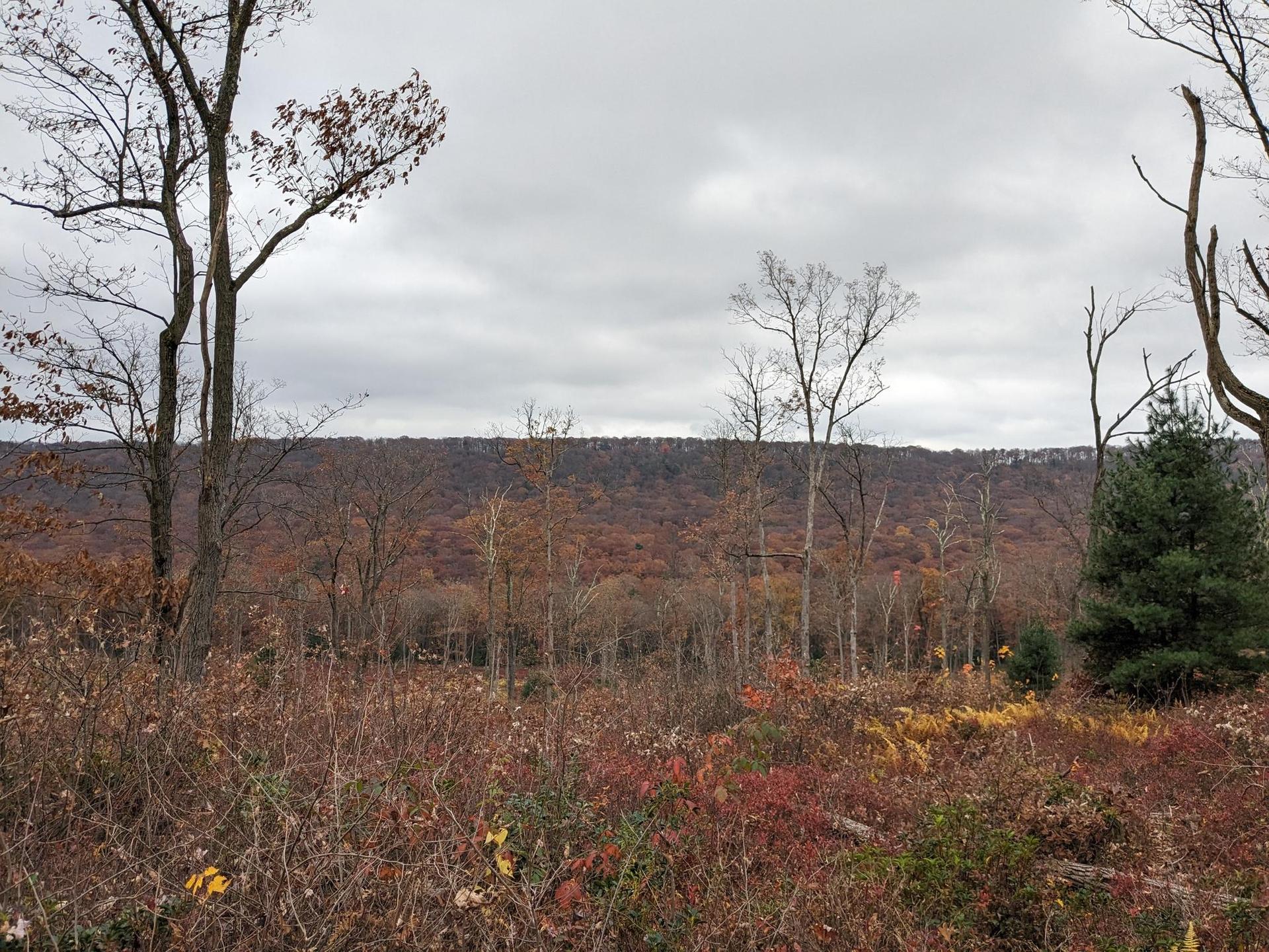 A wide view of an autumn forest under a cloudy, gray sky.
