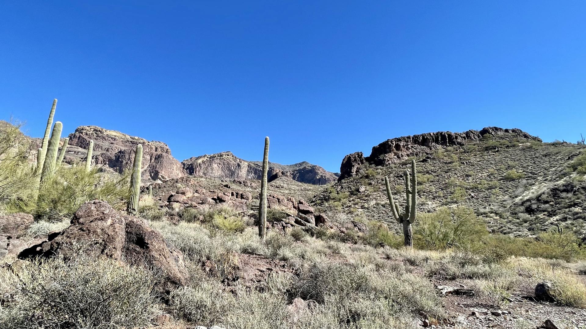 A vast desert landscape with rocky mountains and scattered cacti under clear sky.