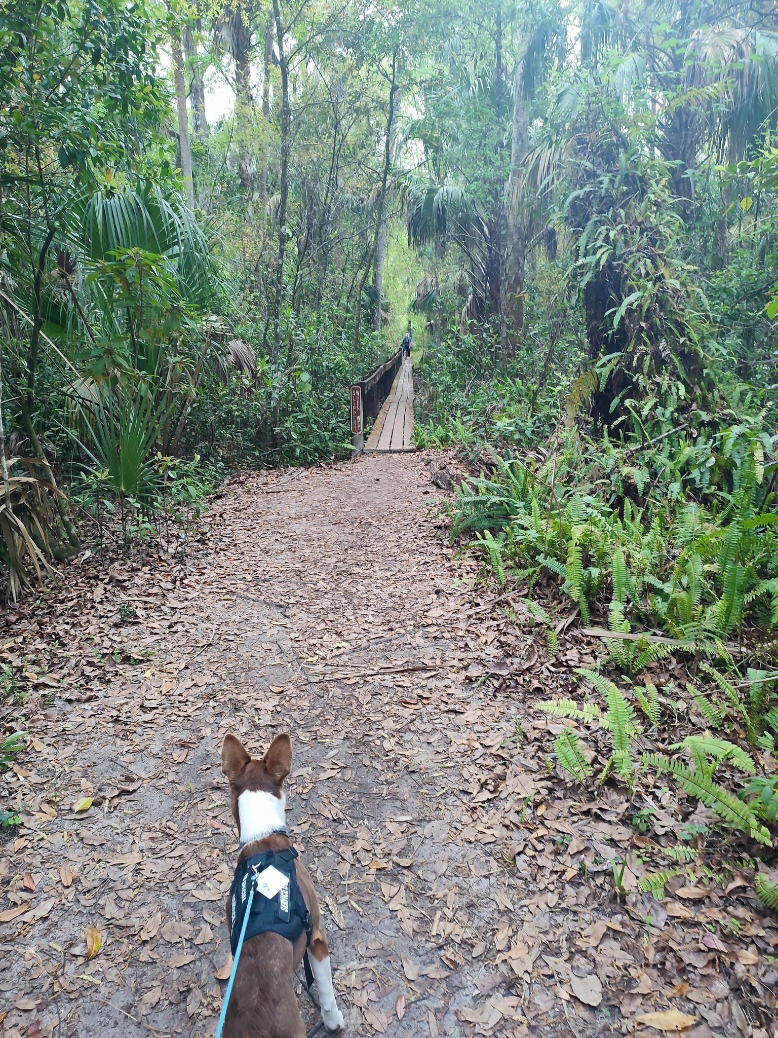 A dog on a leash walks down a leaf-covered forest path.