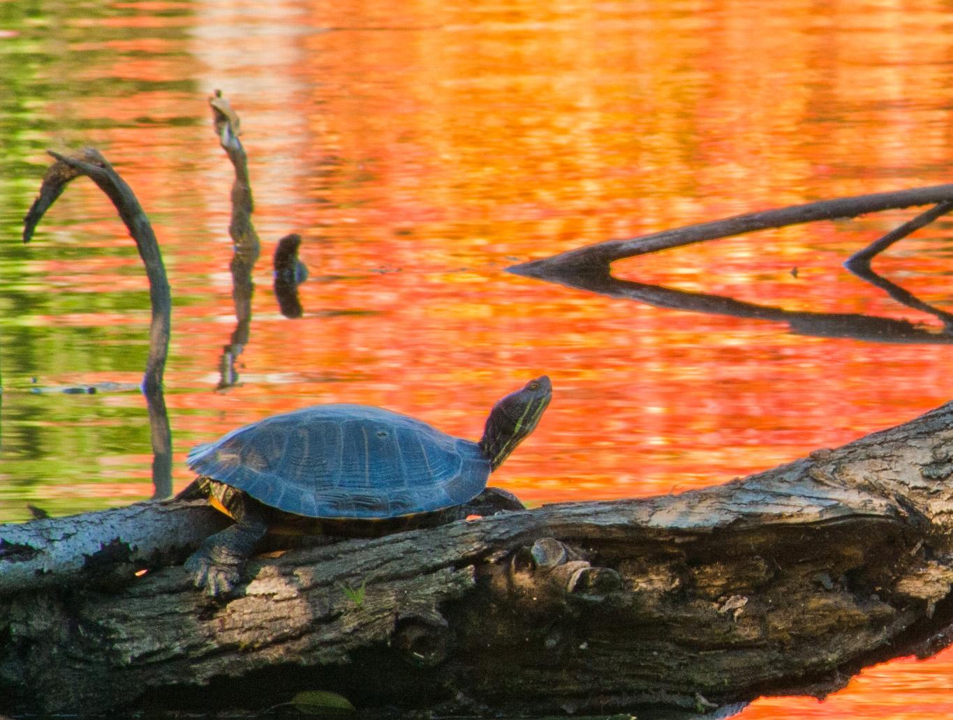 A turtle basks on a log in water reflecting vibrant orange and green.