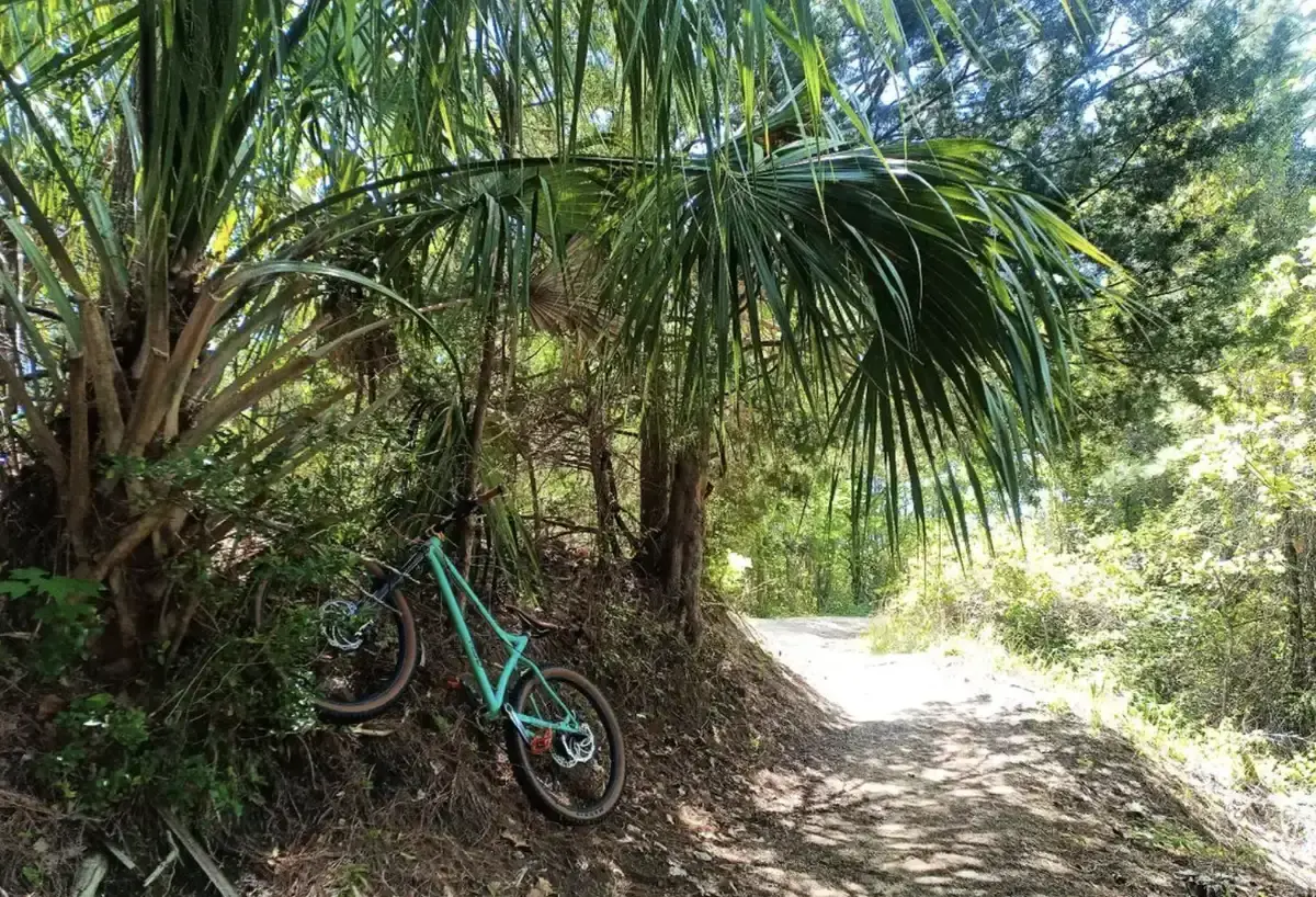 Turquoise bike leaning by palm trees on a sunny dirt path.