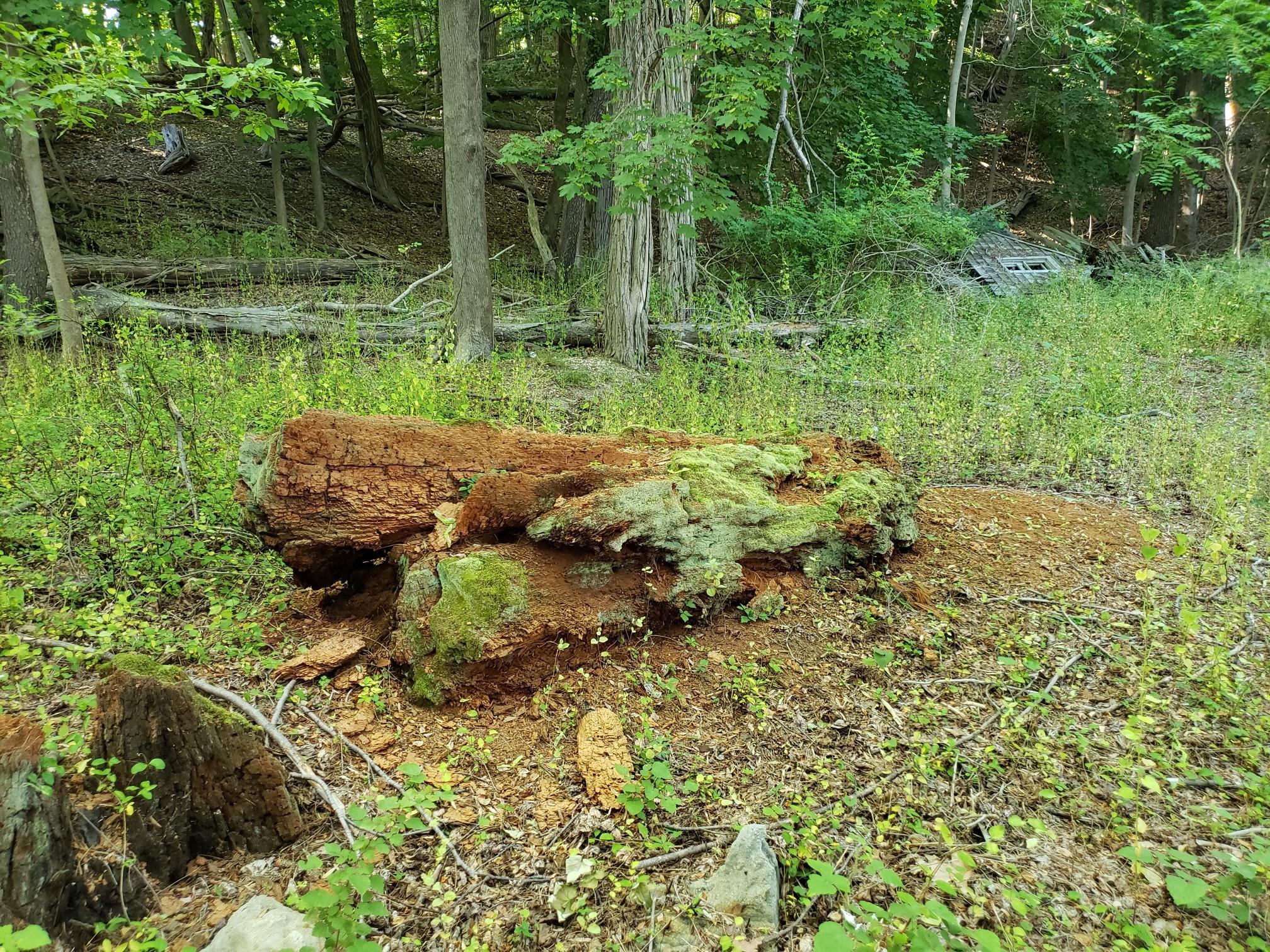A large, mossy, decaying log lies on a green forest floor.