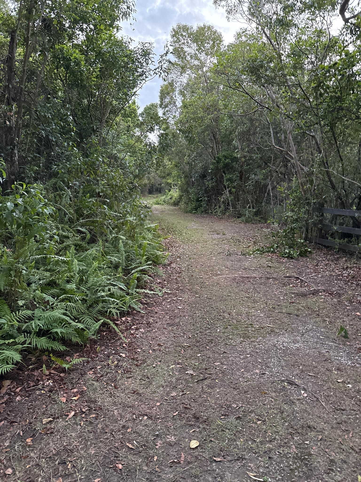 Dirt path through a dense, green, sun-dappled forest.