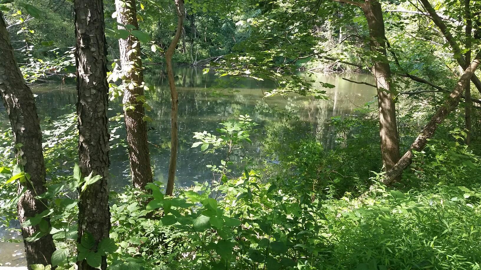 Serene pond partially obscured by dense green forest foliage on a sunny day.