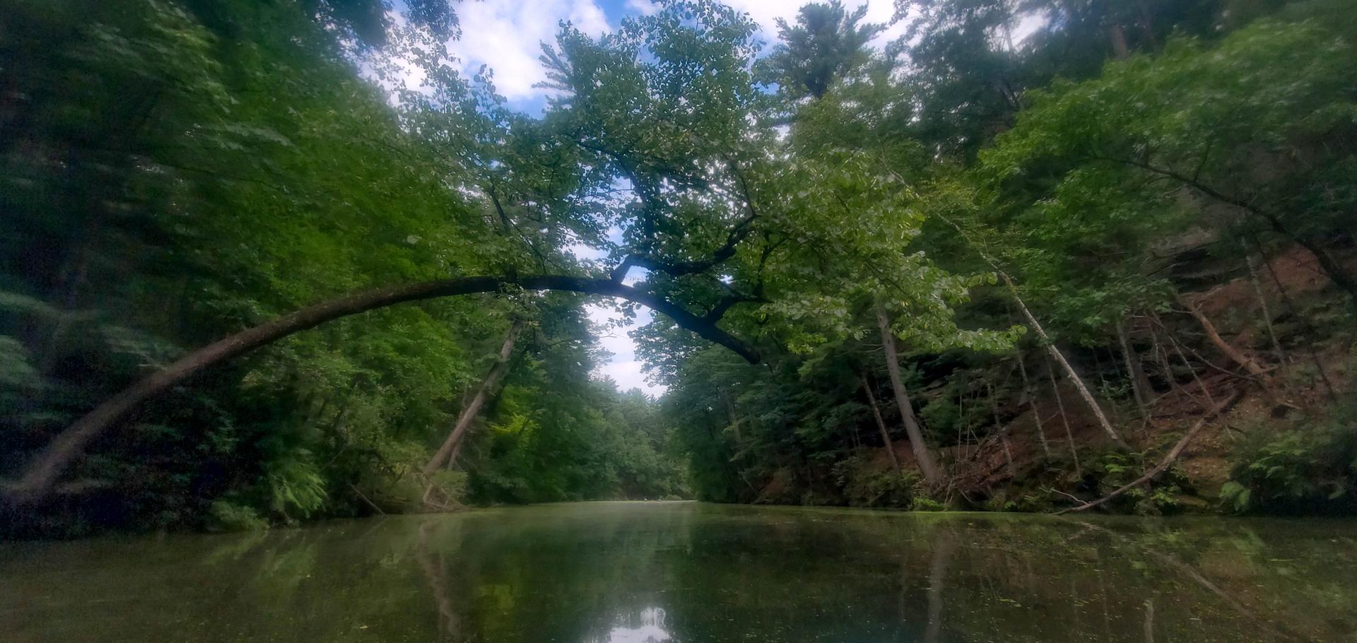 Calm water reflecting green trees under a bright sky, with an arching tree branch.