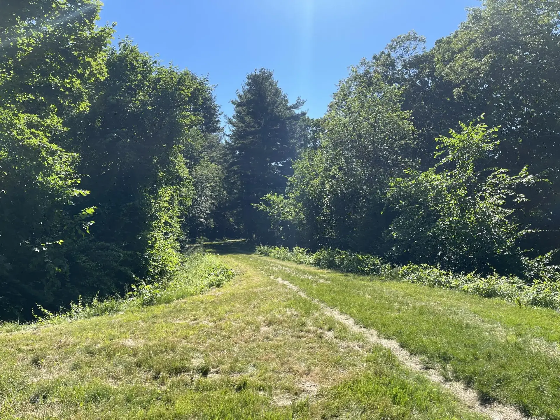 A sunlit grassy path leads into a dense, green forest on a clear day.