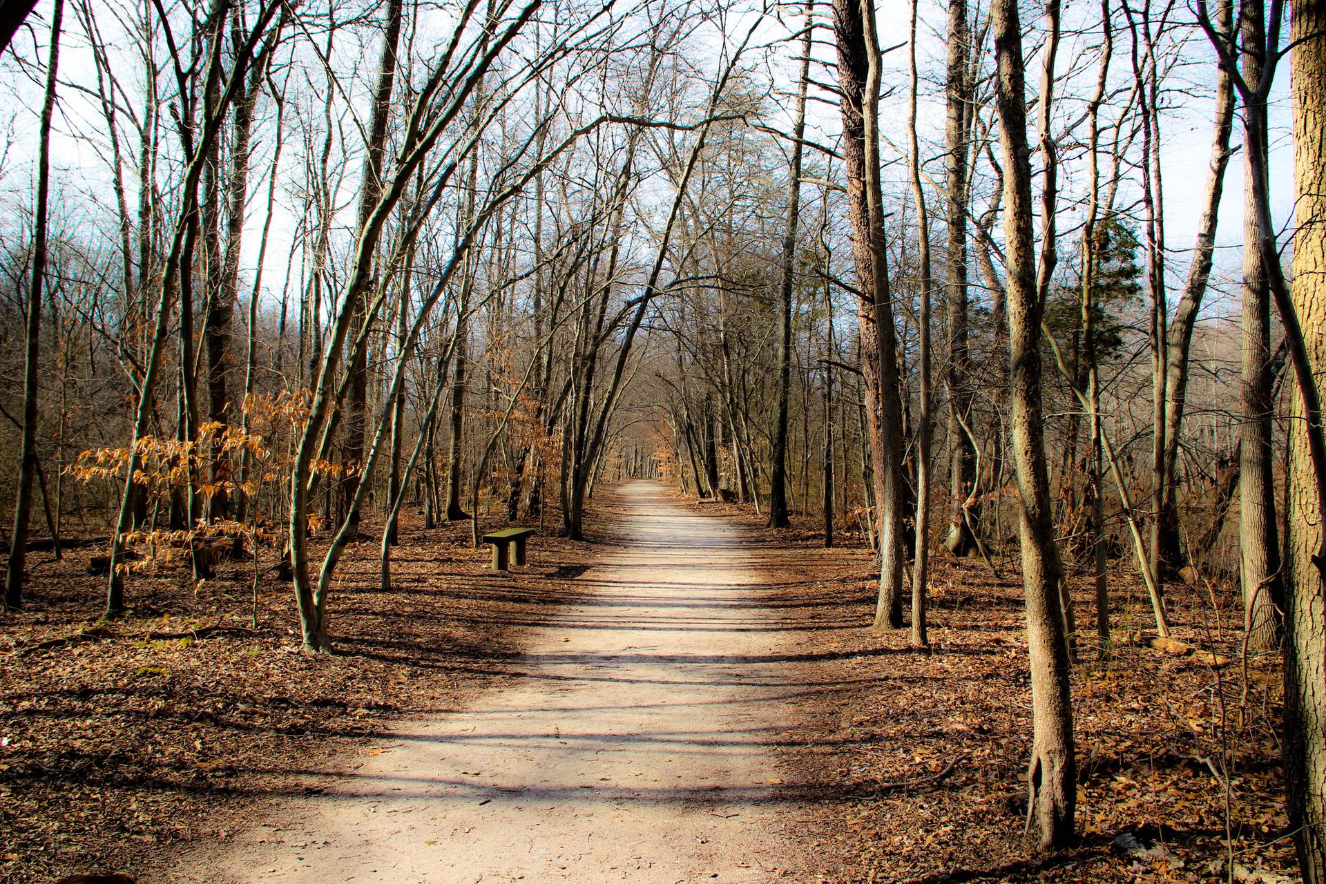 A sunlit dirt path winds through a forest of tall, bare trees.