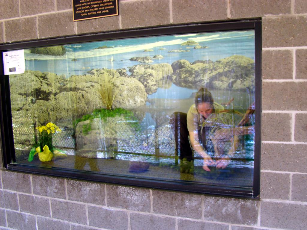 A person tending a large aquarium with rocky landscape, seen through glass.