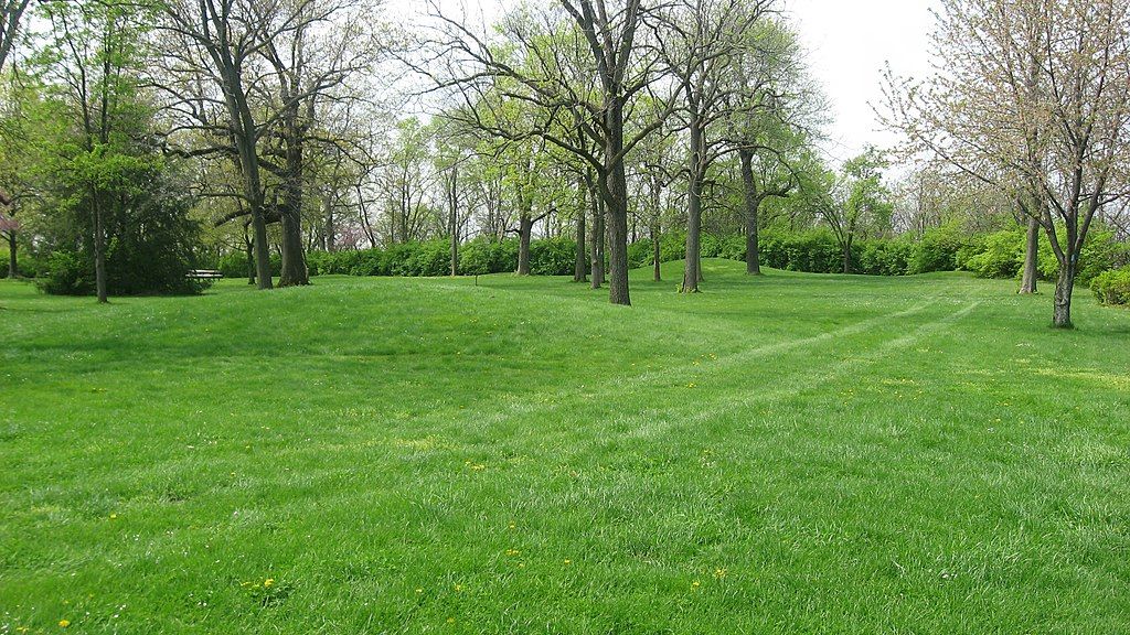 Bright green grassy field with scattered trees under natural daylight. - Buckeye and North Country Trail