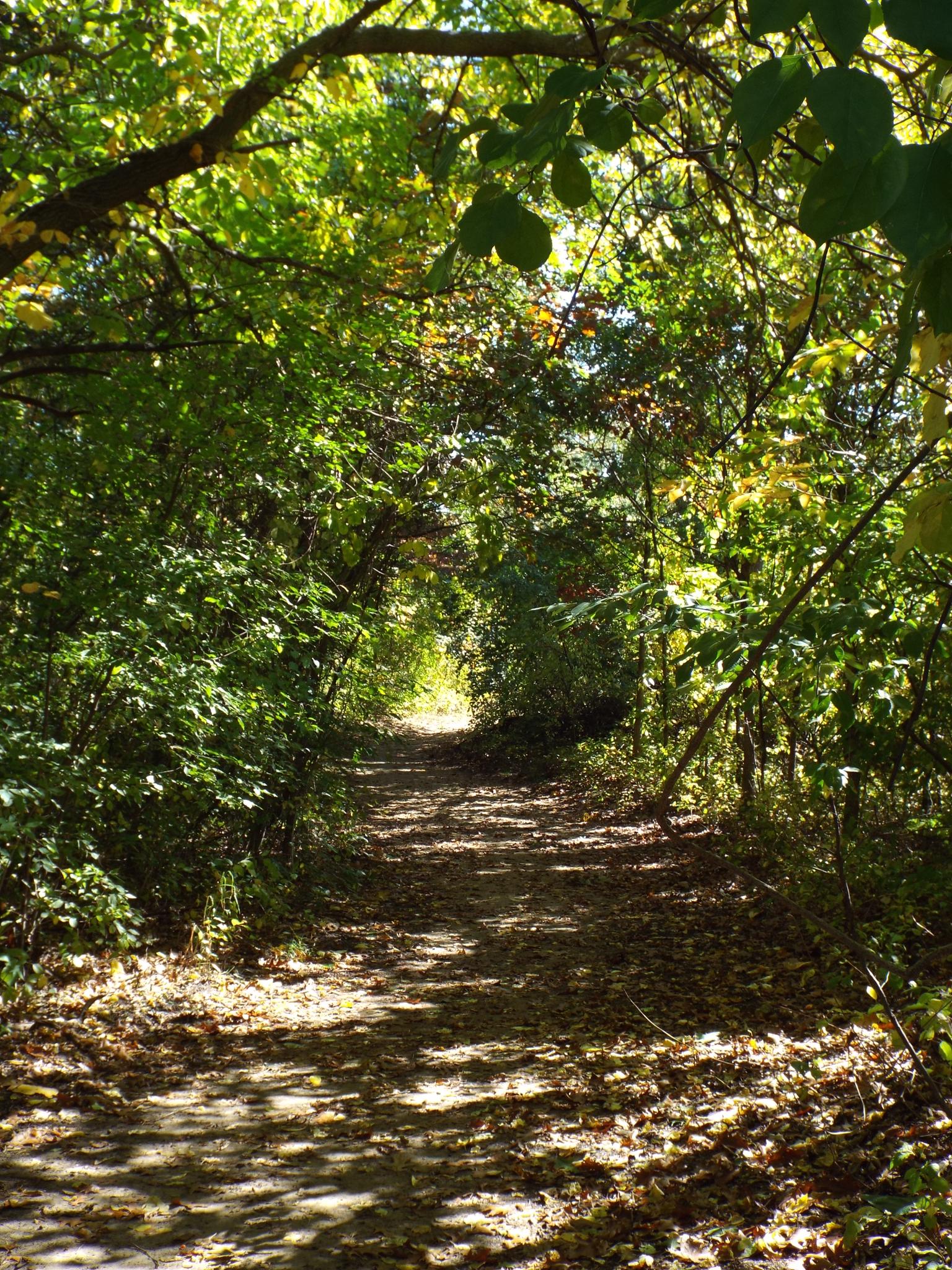 A sun-dappled dirt path winds through a tunnel of lush green trees.