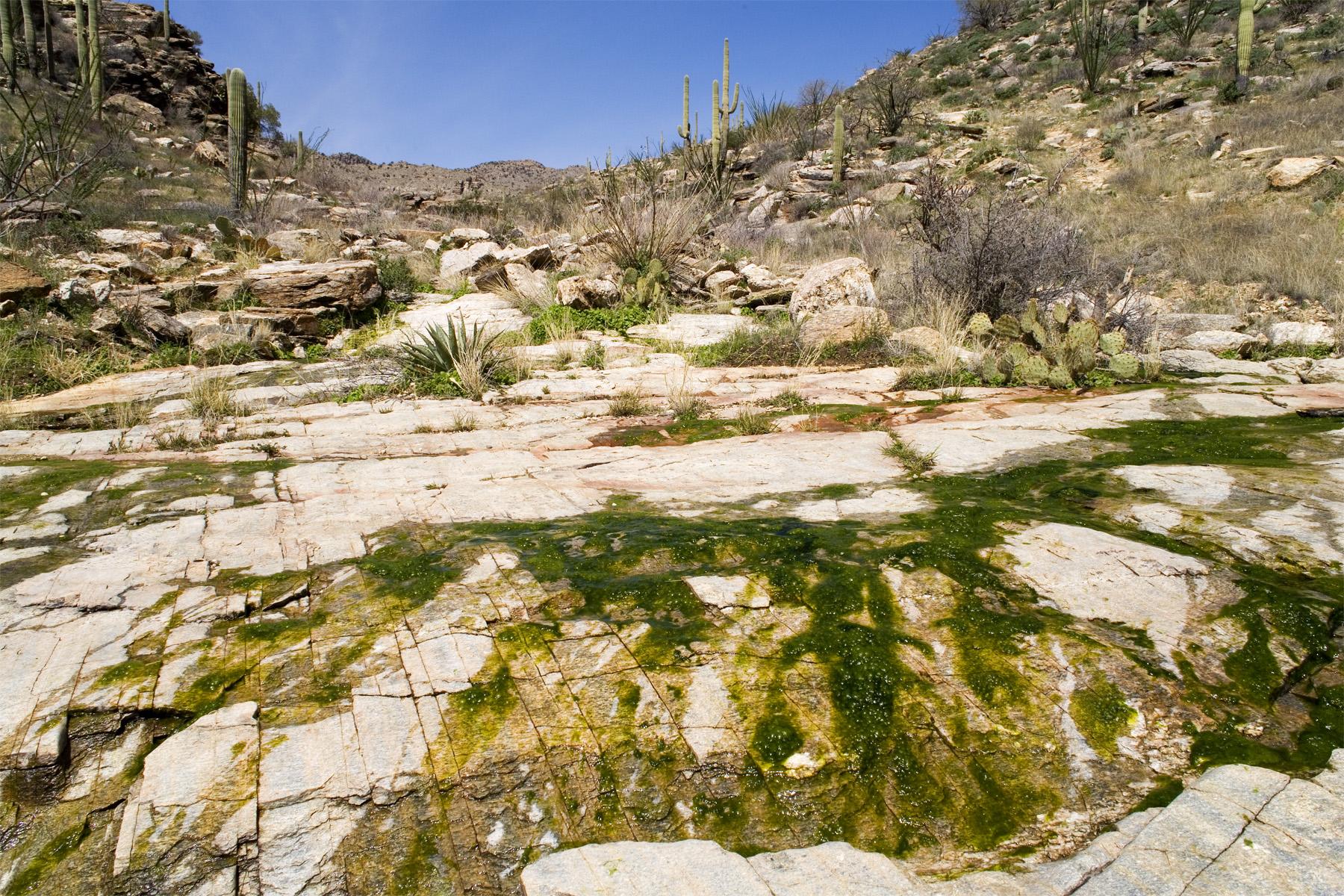 Bright desert landscape with mossy rocks, saguaro cacti, and distant hills under blue sky.