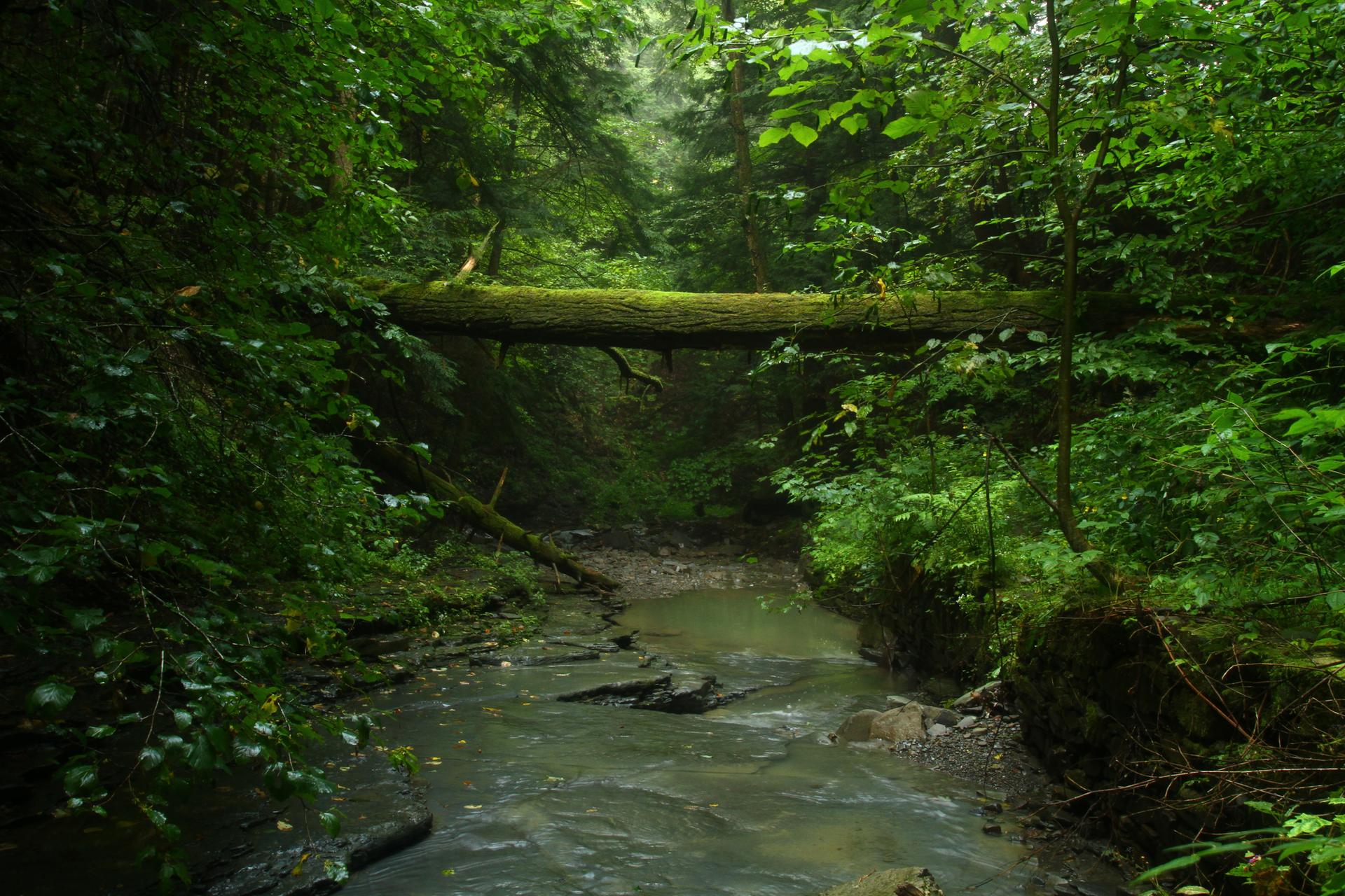A dark stream winds through a dense, green forest under a fallen log.
