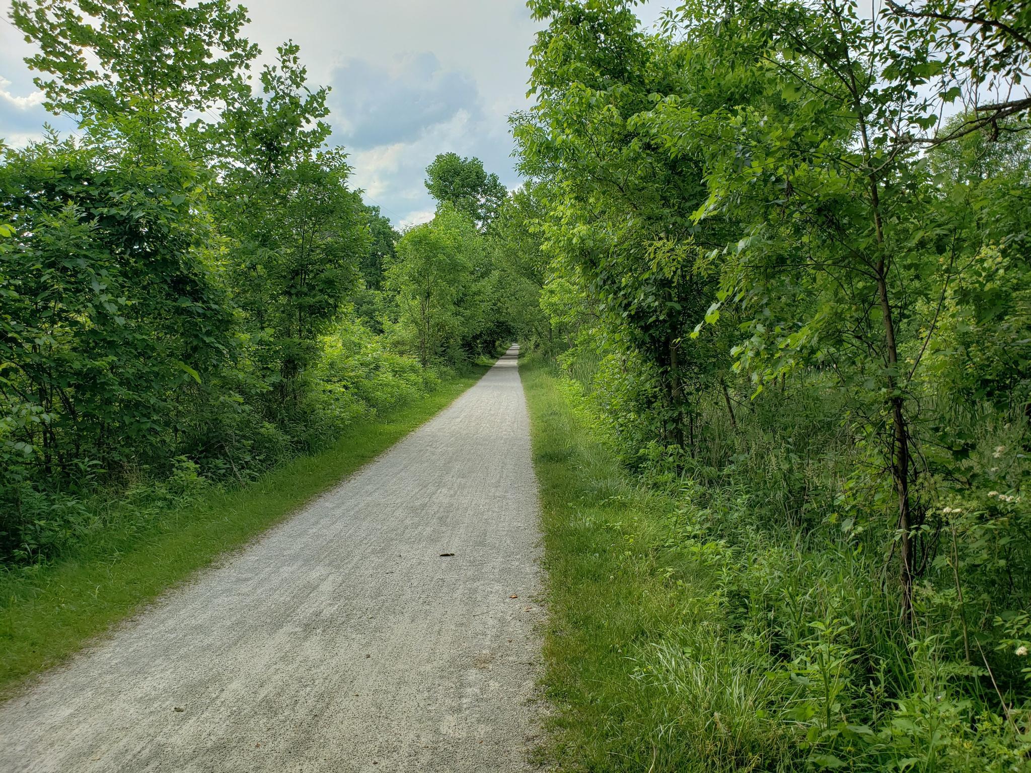 A gravel path winds through dense green forest under a bright sky.