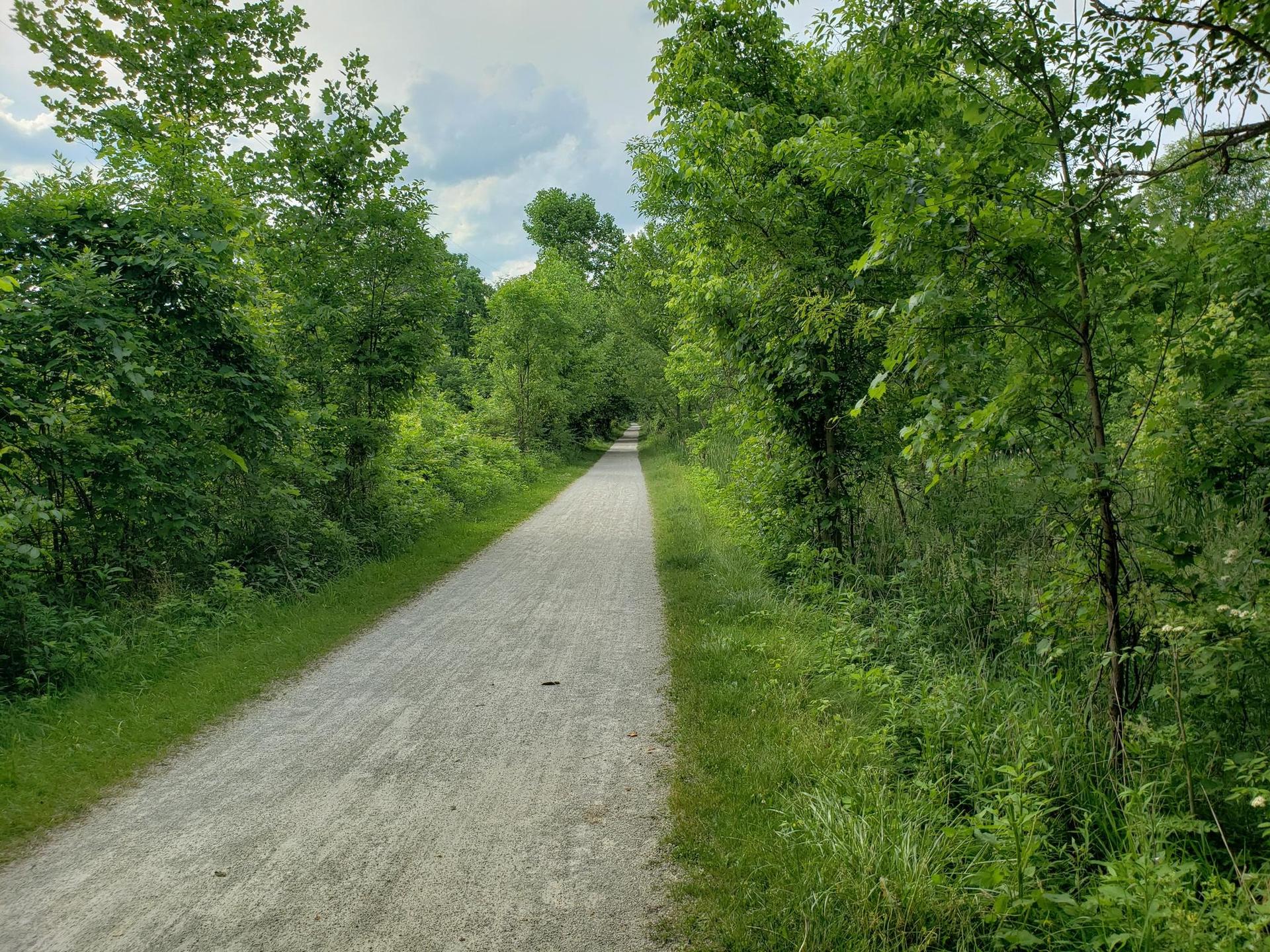 A gravel path winds through dense green forest under a bright sky.