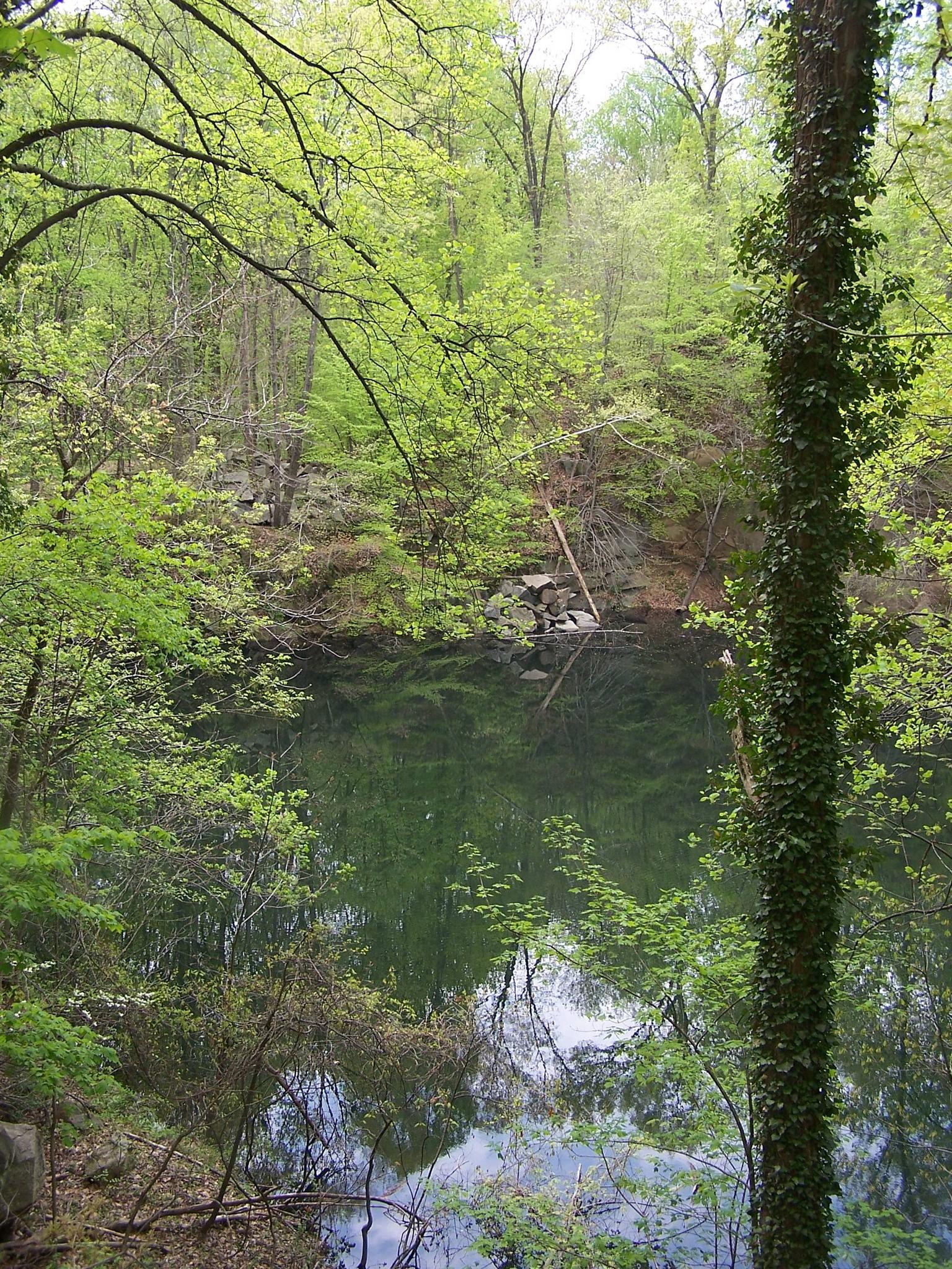 A calm, dark pond surrounded by dense green forest foliage.