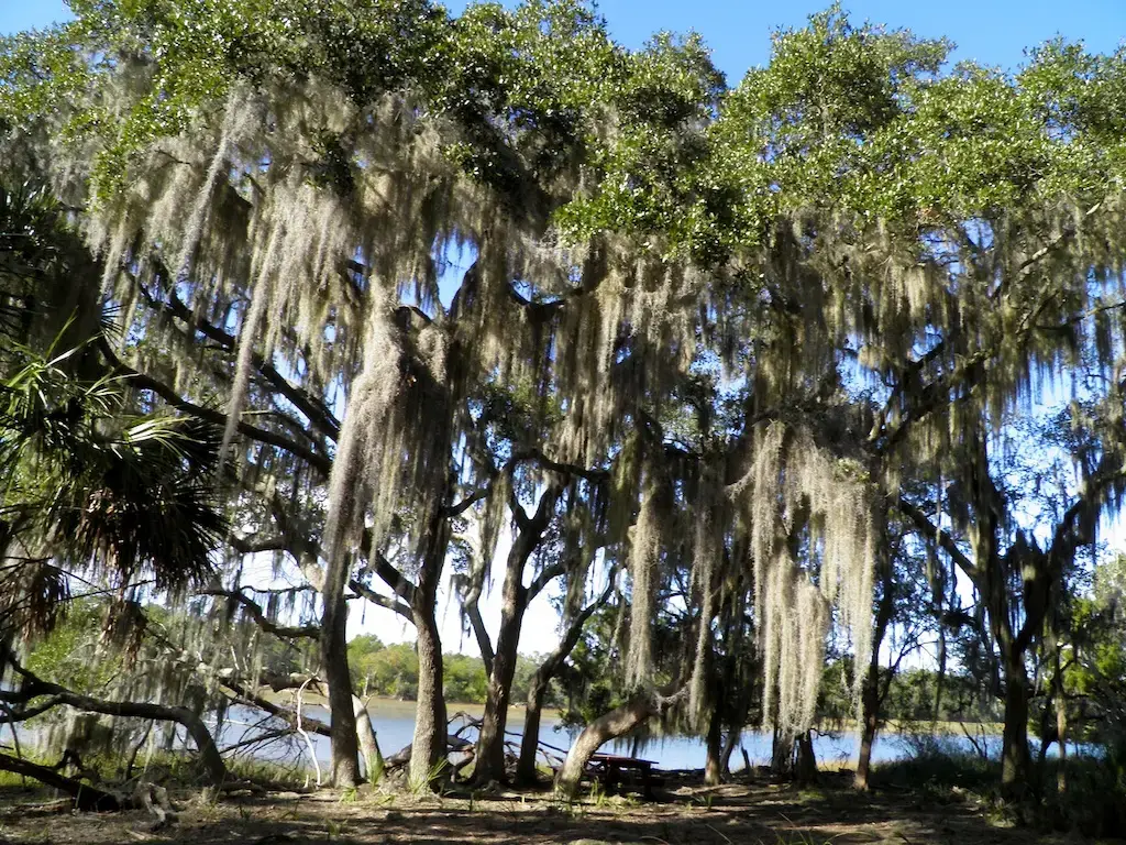 Dense Spanish moss hangs from trees overlooking a body of water on a sunny day.
