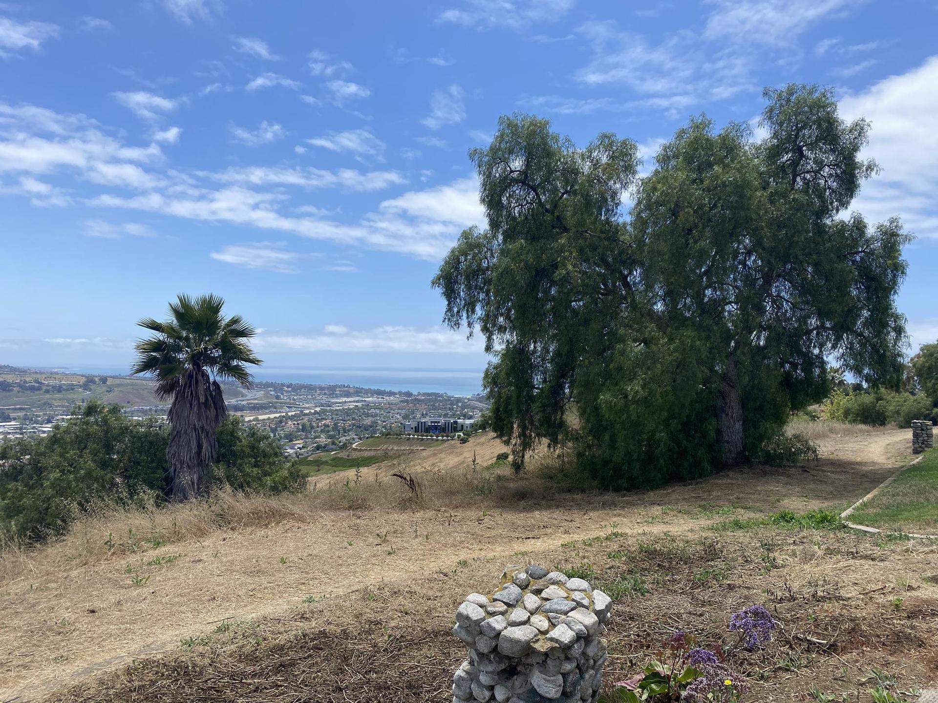 A palm tree and large trees on a dry hill overlooking a distant city and ocean.