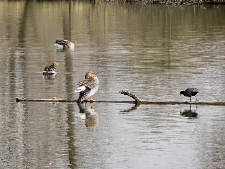 Koselitzer Teiche Radtouren und Radwege komoot