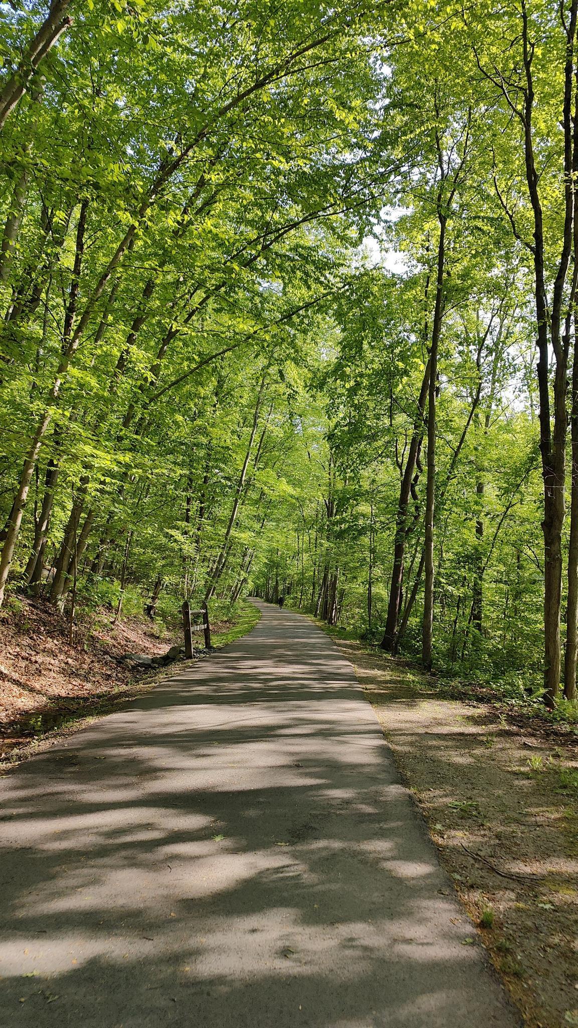 Paved path winding through a vibrant green forest with dappled sunlight.