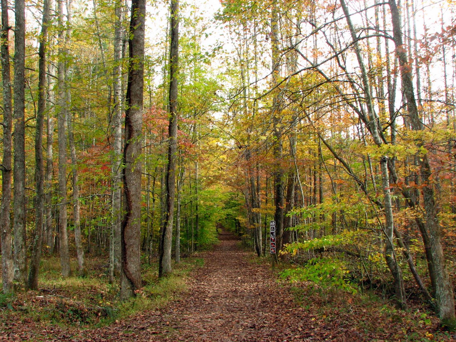 A forest path covered in autumn leaves, surrounded by colorful trees.