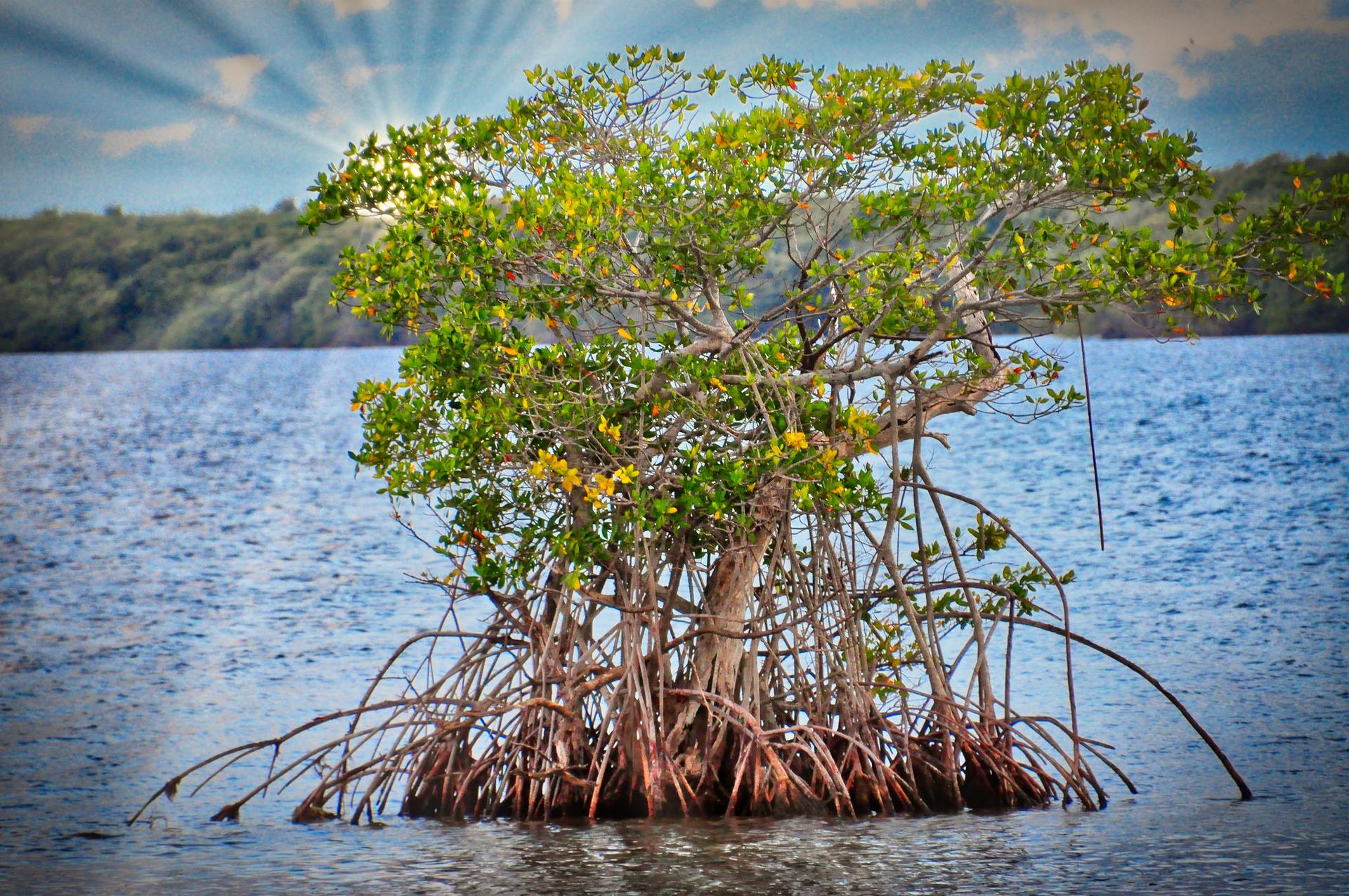 Mangrove tree with exposed roots in blue water under a bright, sunny sky.