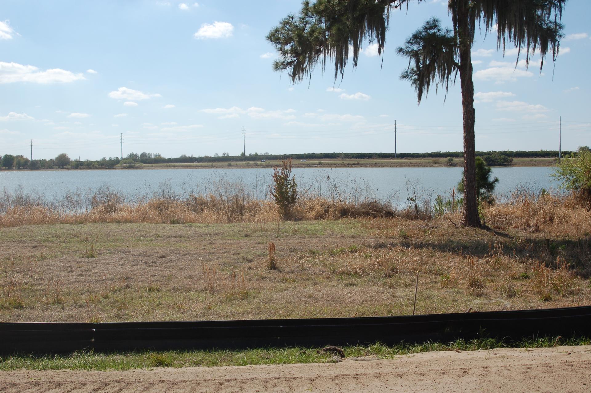 Bright daylight over a calm lake with dry grass and a large tree.