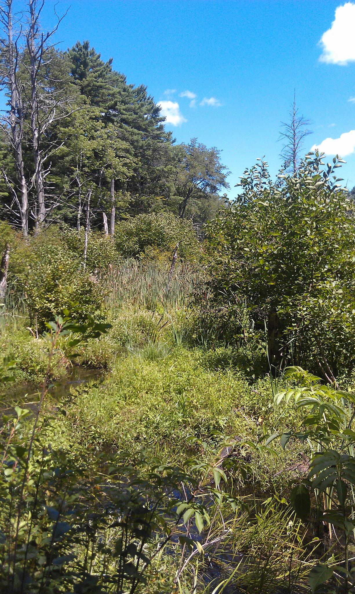 Dense green wetland vegetation under a bright blue sky with scattered clouds.