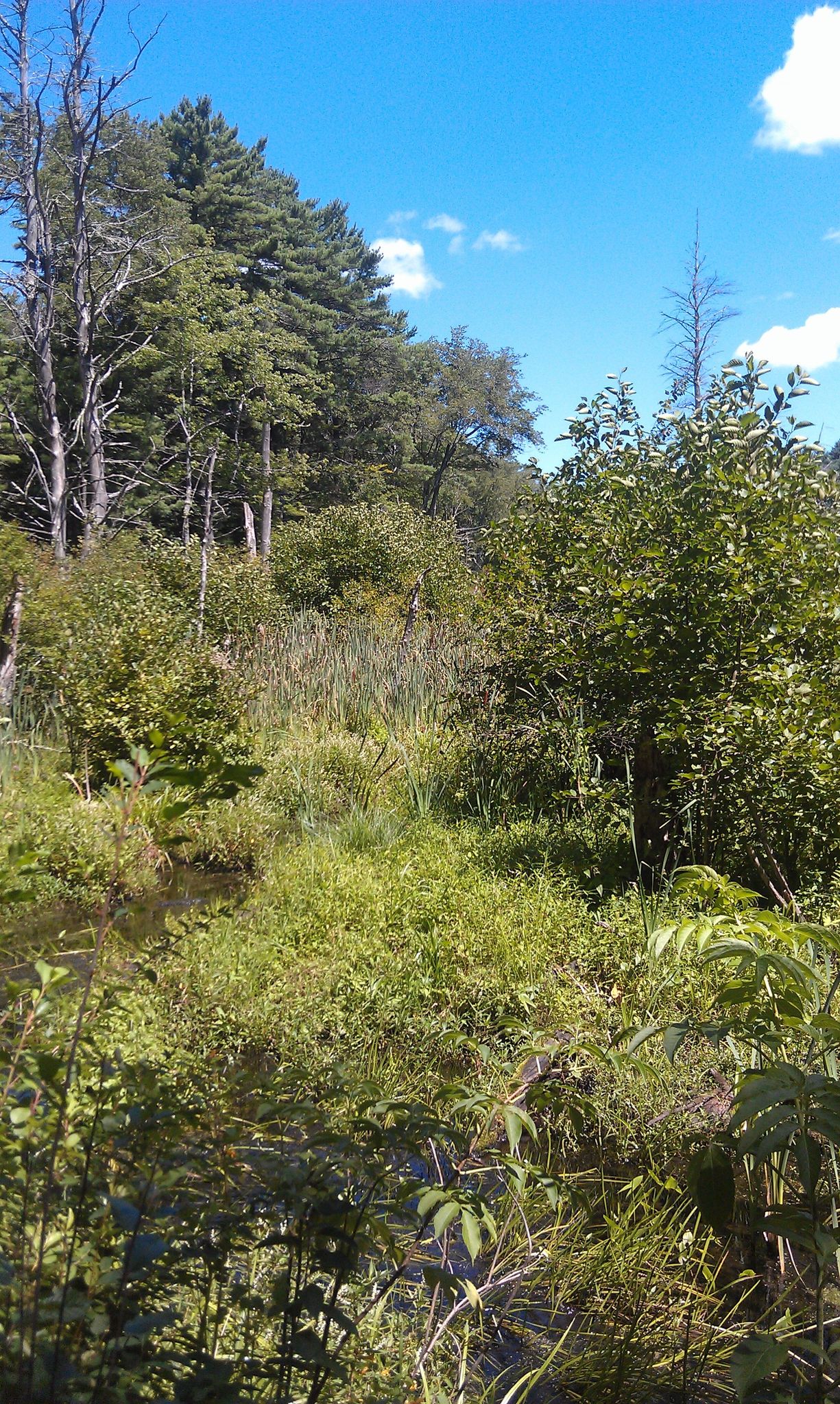 Dense green wetland vegetation under a bright blue sky with scattered clouds. - Willowdale and Bay Circuit Trail Loop