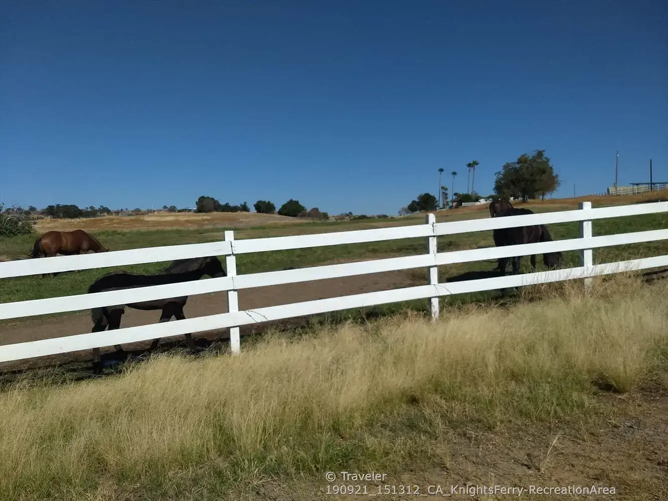 Two horses grazing in a sunny field behind a white fence.