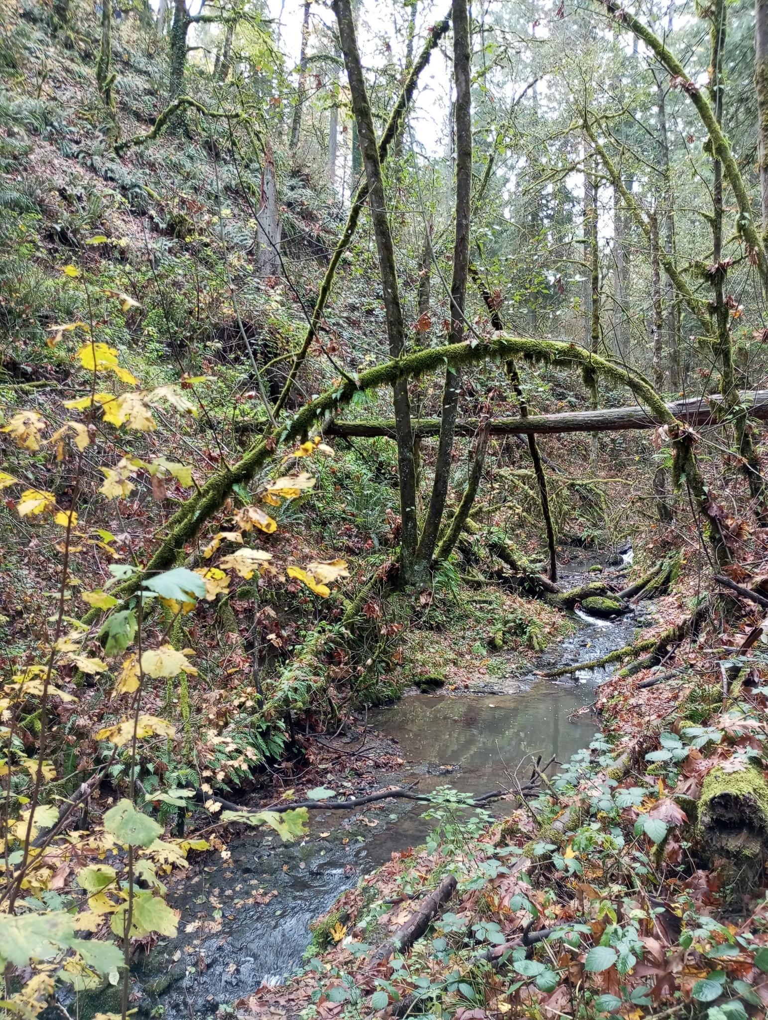 Forest stream with mossy fallen trees and autumn leaves on a cloudy day.