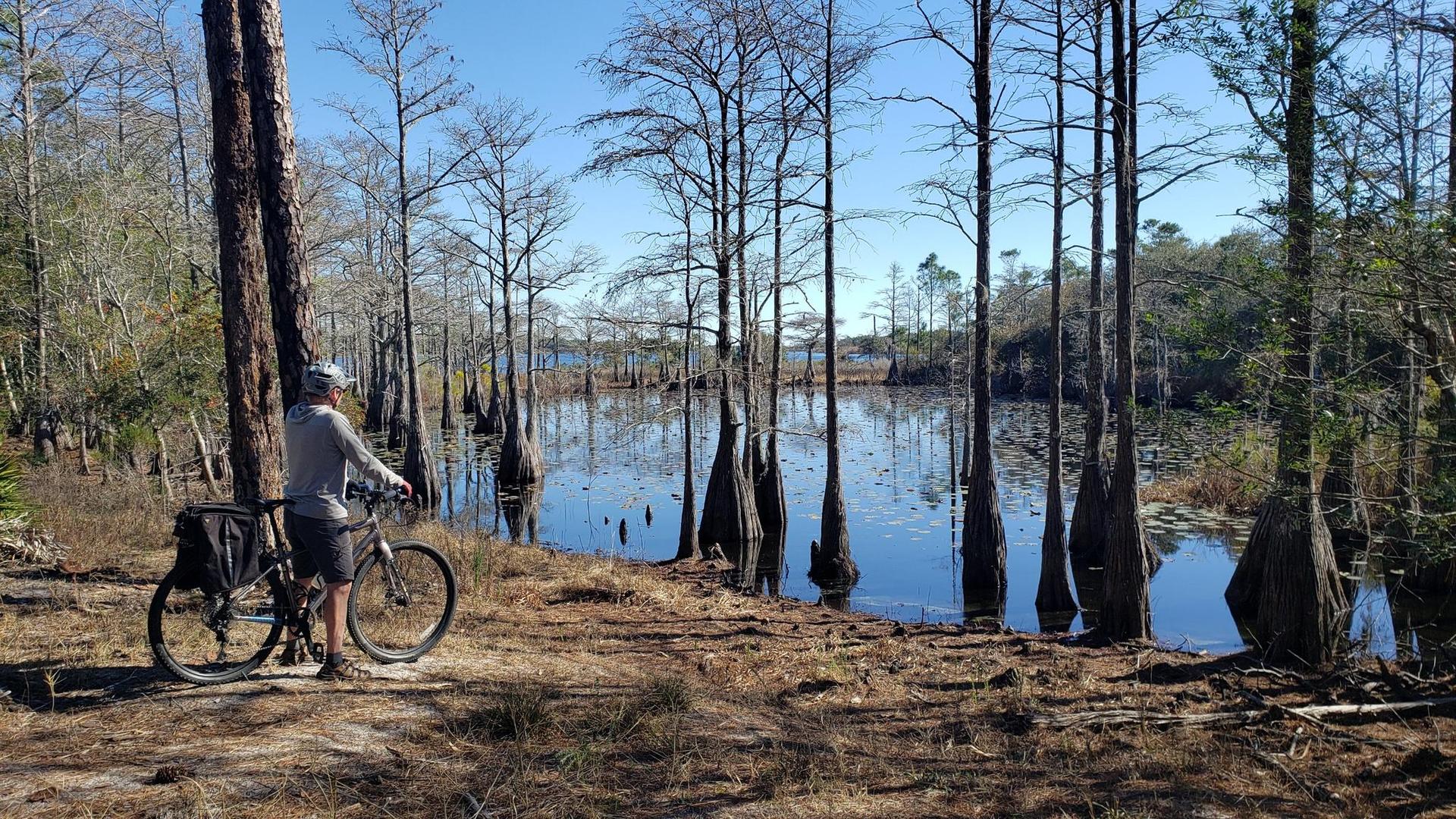 A person with a bicycle stands by a sunny swamp with bare cypress trees.