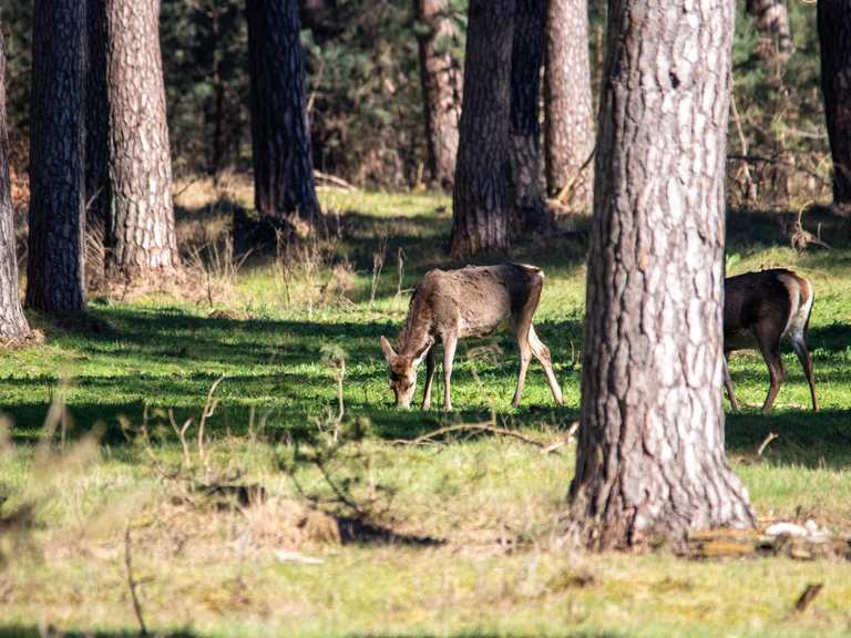 OtterloHoenderloo Route Blauw Nationaal Park de Hoge Veluwe