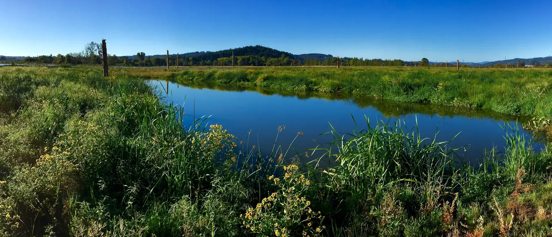 A narrow river winds through lush green fields under a clear blue sky.