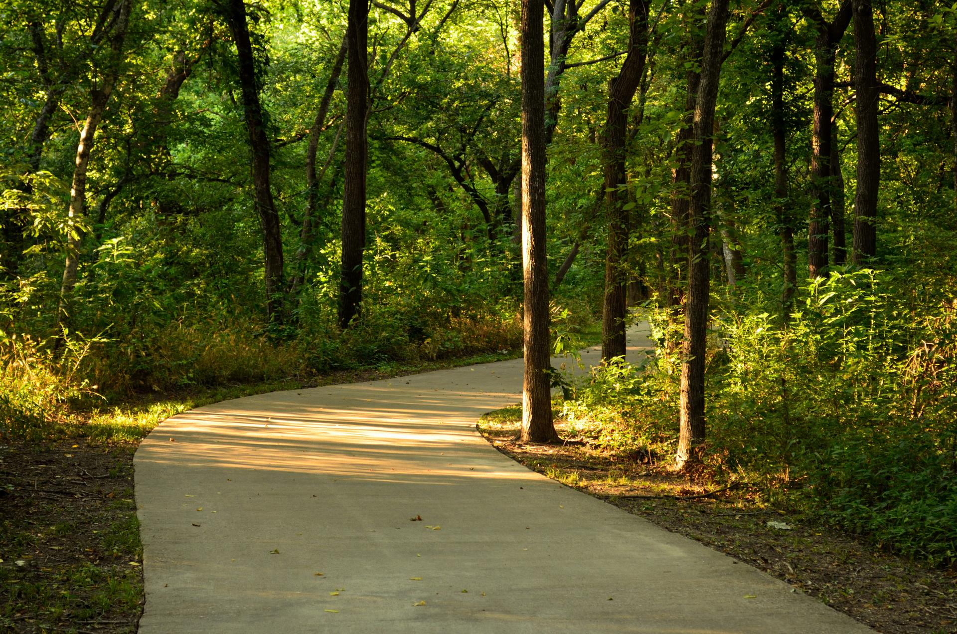 Paved path winding through a sun-dappled forest with lush green trees.