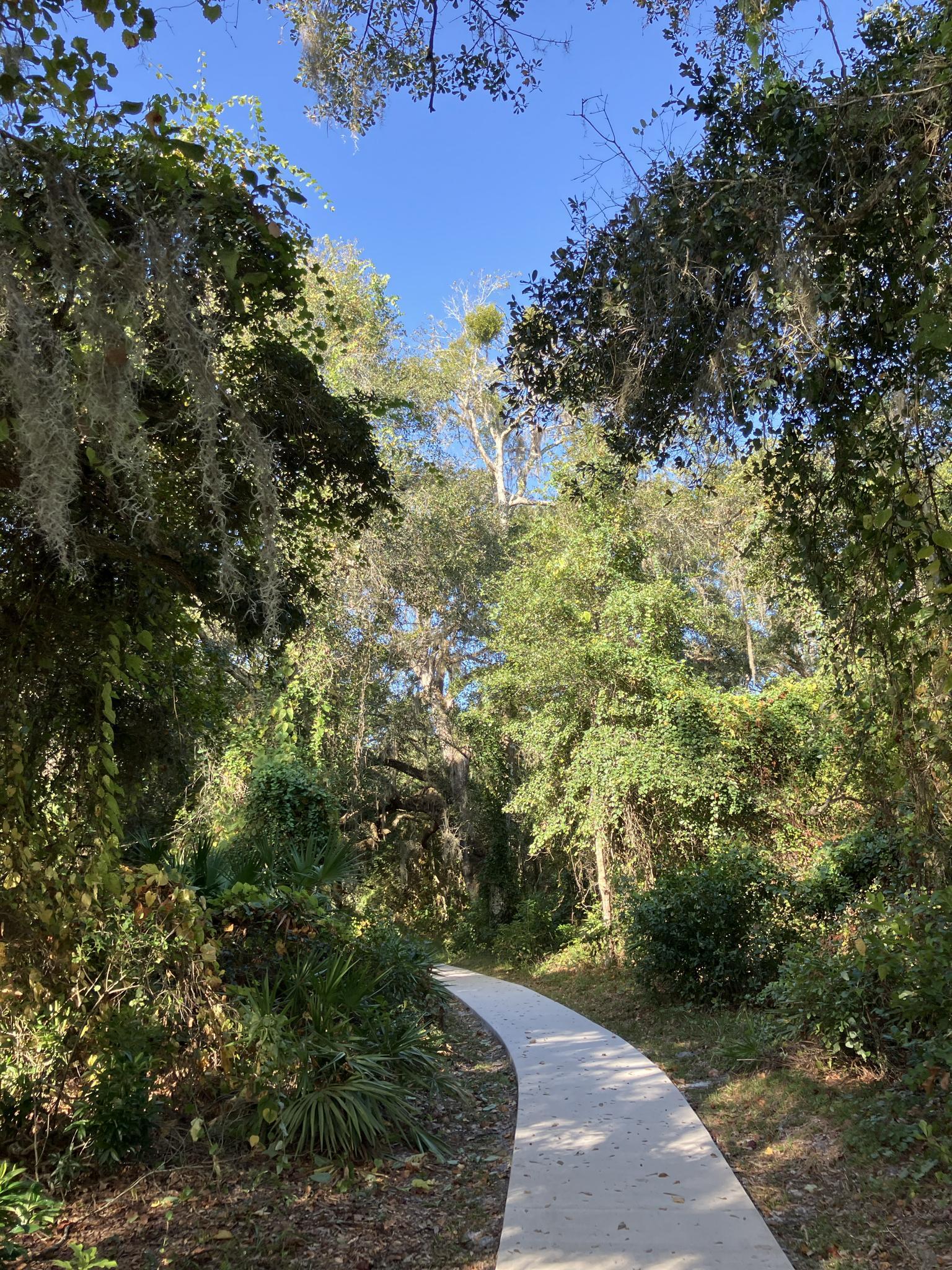 Sunny paved path winding through lush green trees and hanging moss.