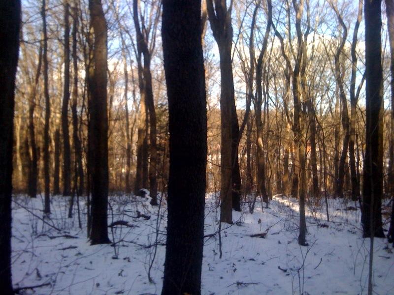 Bare trees stand in a snow-covered forest, bathed in warm, low sunlight.