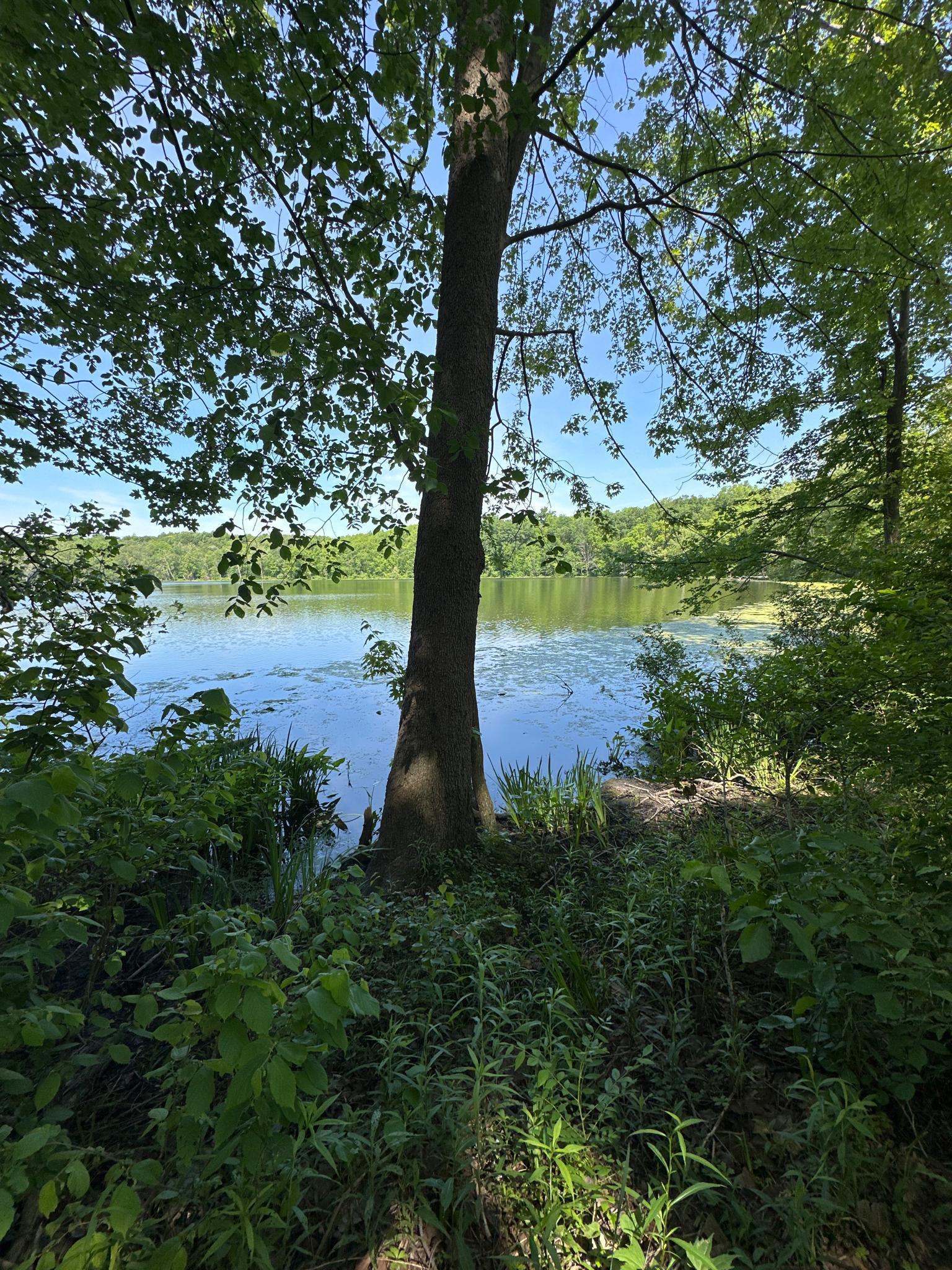 Large tree trunk by a lake shore, surrounded by green foliage, sunny.