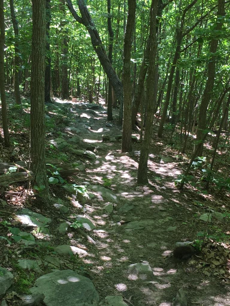 Rocky forest trail with dappled sunlight filtering through dense trees.