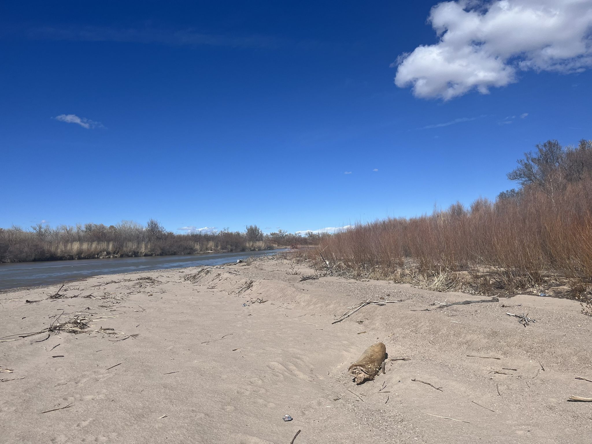 Wide sandy riverbank next to a calm river under a bright blue sky. - Paseo del Bosque Trail