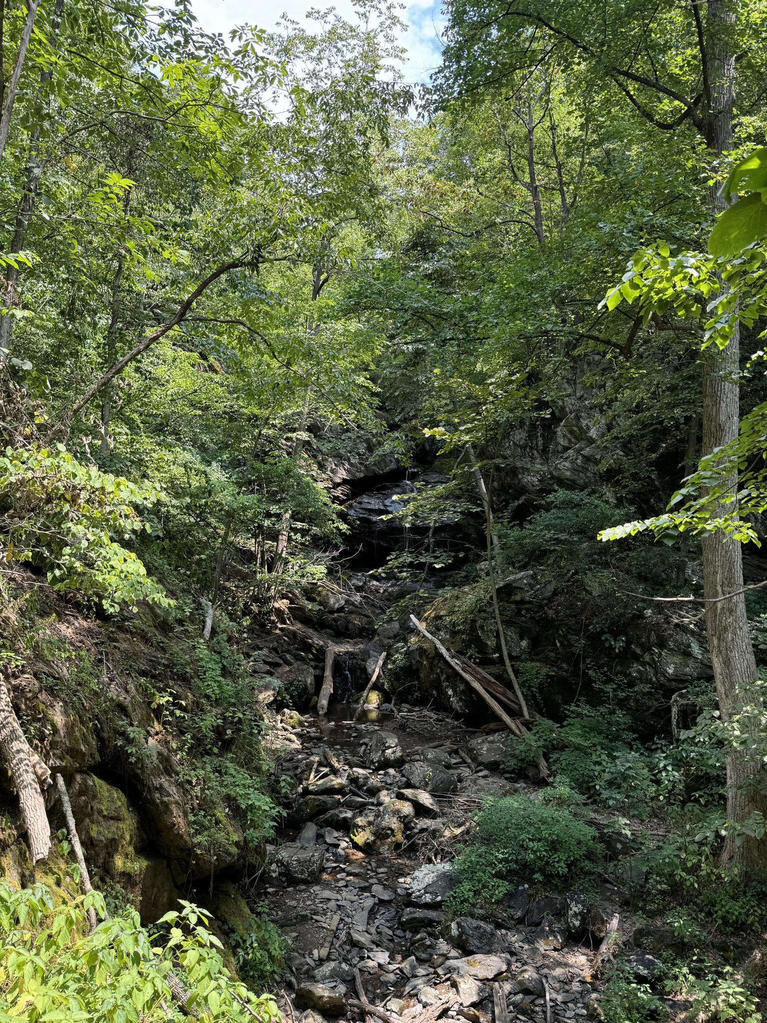 Steep, rocky, dry streambed winding through a dense green forest.
