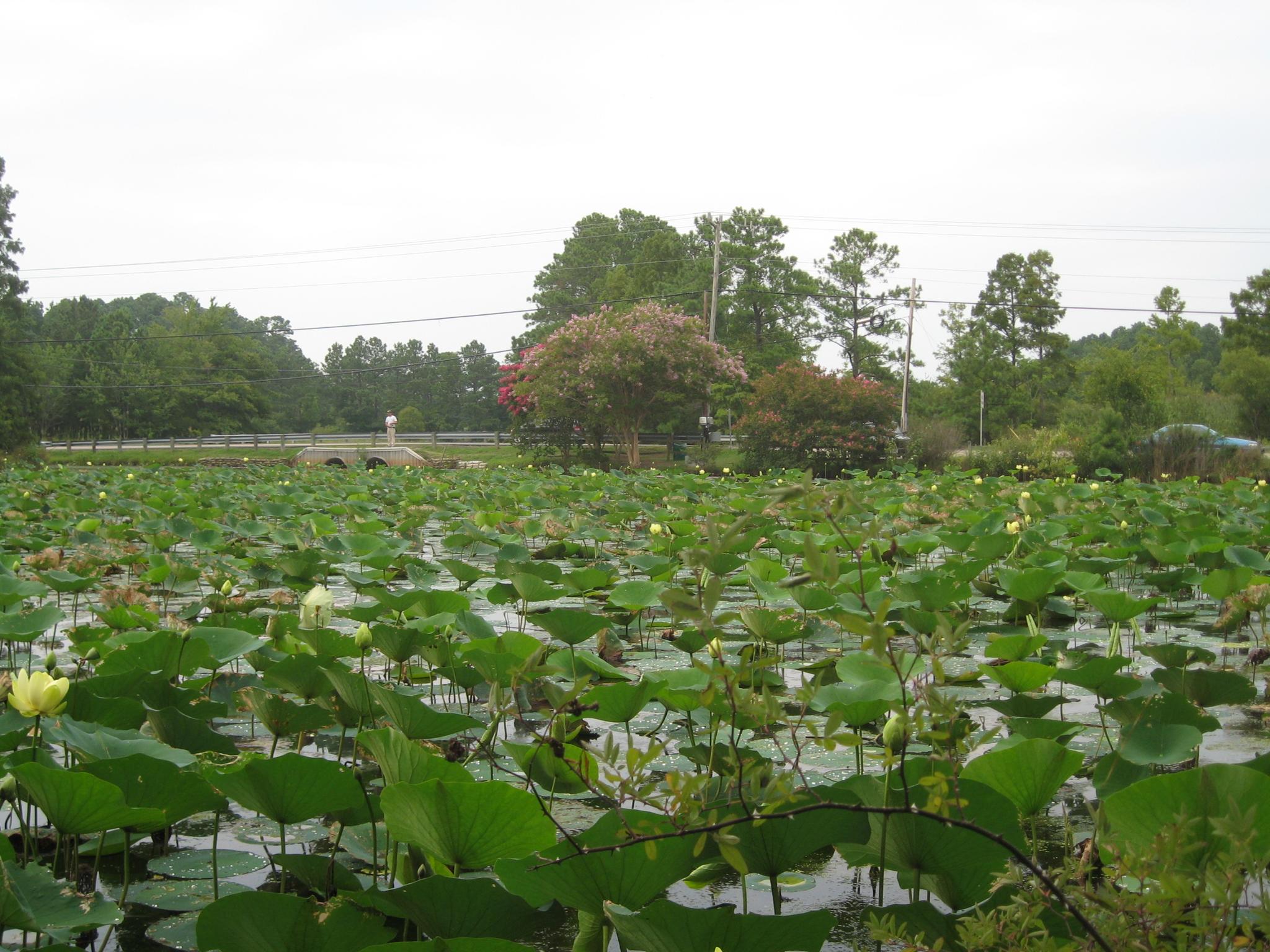 A large pond densely covered with green lily pads under an overcast sky.