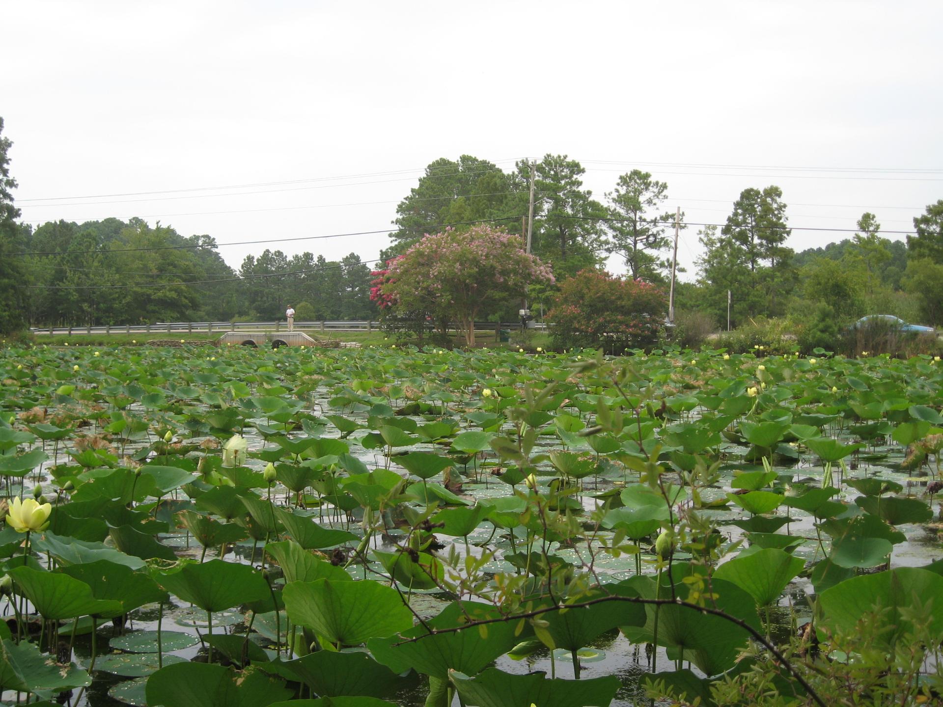 A large pond densely covered with green lily pads under an overcast sky.