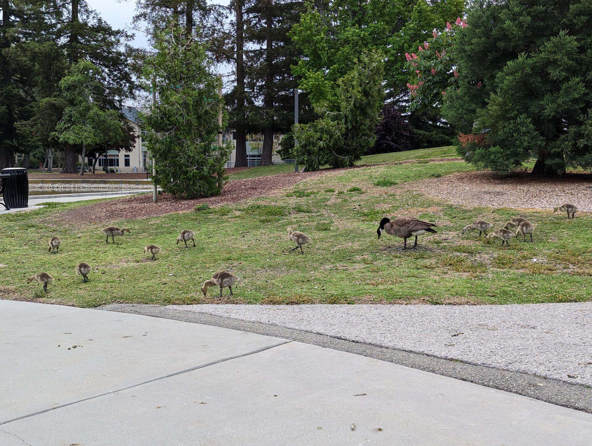 A goose and many goslings graze on a grassy hill under overcast skies.
