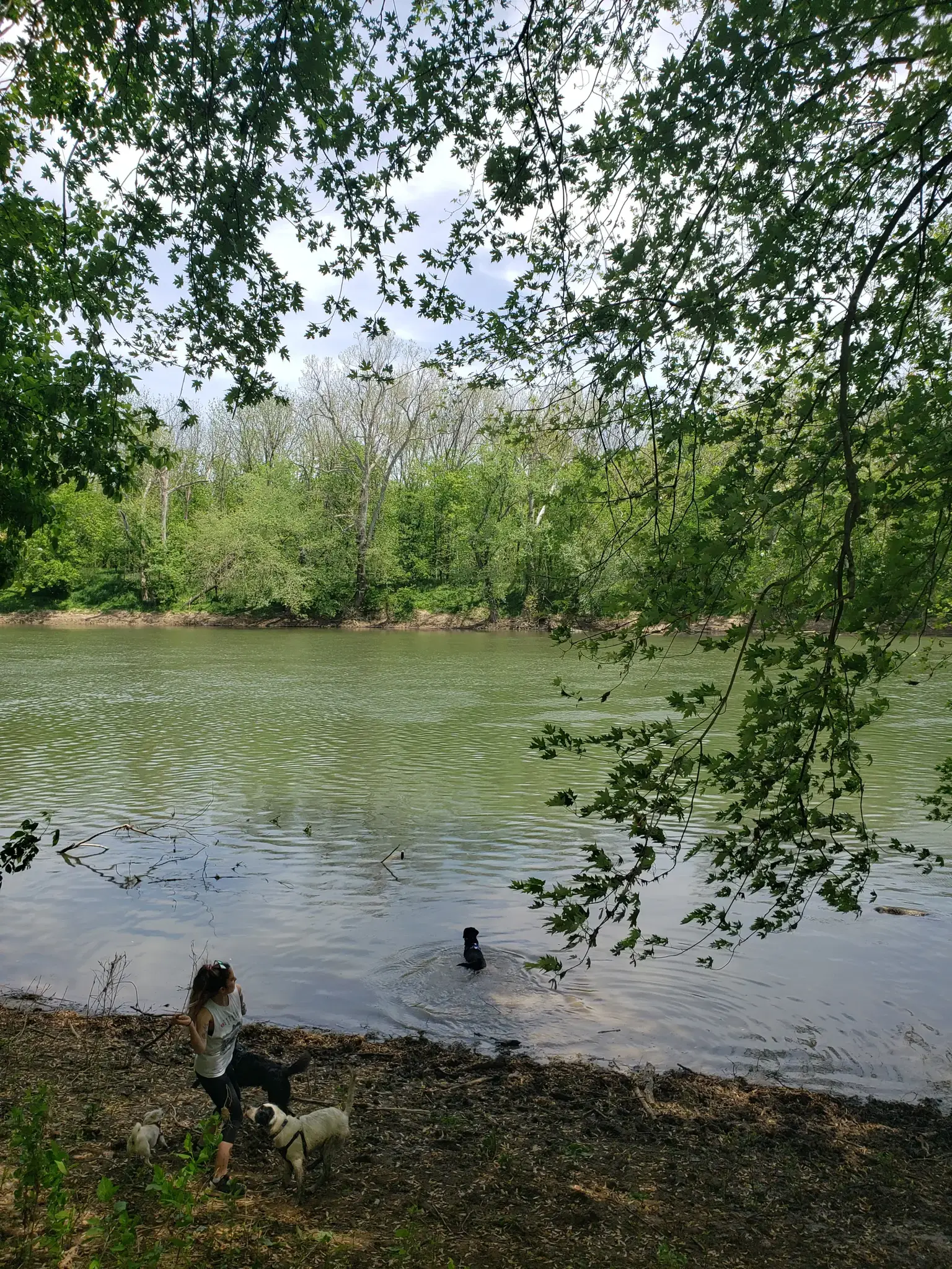 Woman and dogs by a green river, one dog swimming, under leafy trees.