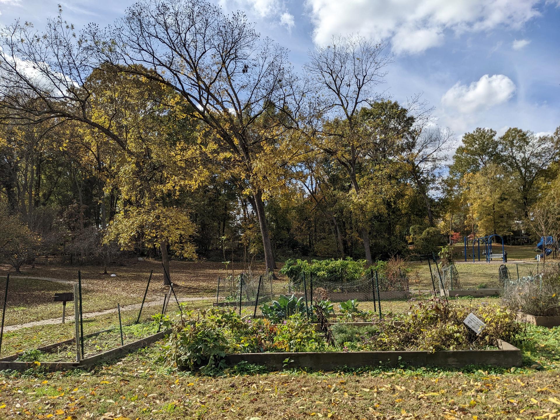 Community garden beds with autumn trees under a partly cloudy sky.