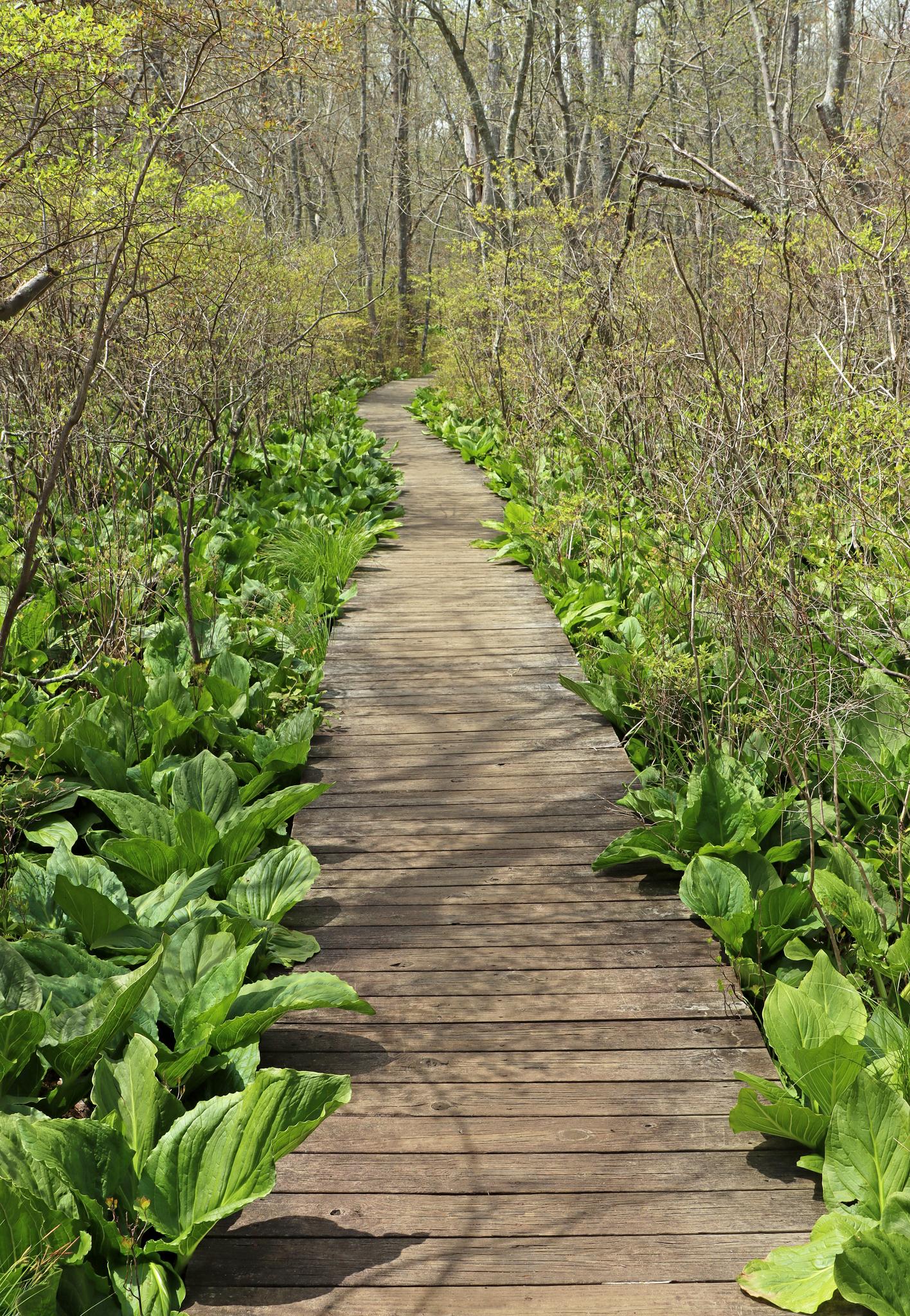 A sunlit wooden boardwalk path surrounded by vibrant green plants and trees.